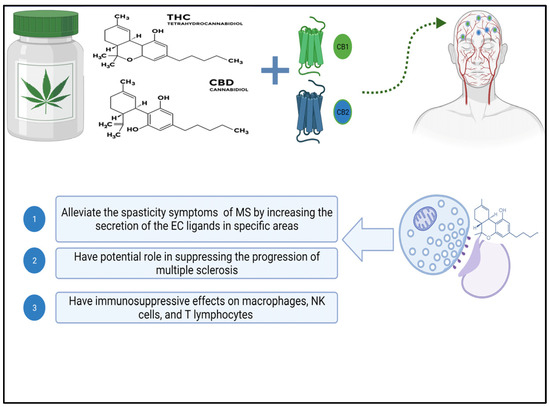 Unveiling the Potential of Cannabinoids in Multiple Sclerosis and the ...