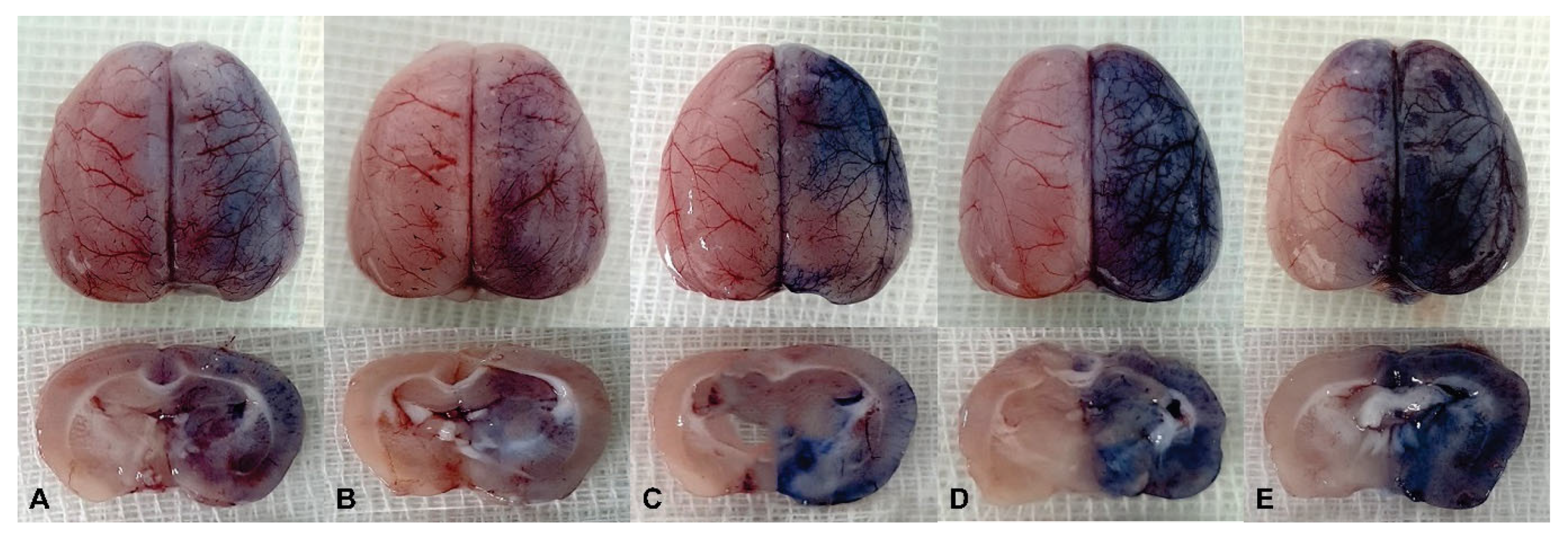 Pharmaceutics 16 00246 g001