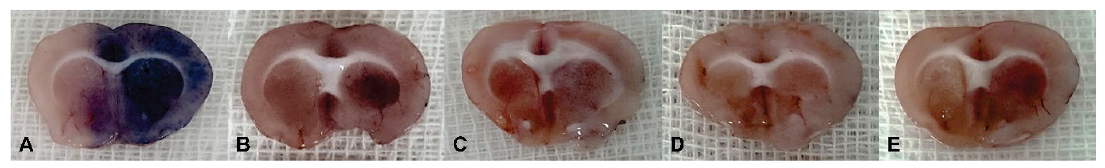 Pharmaceutics 16 00246 g002