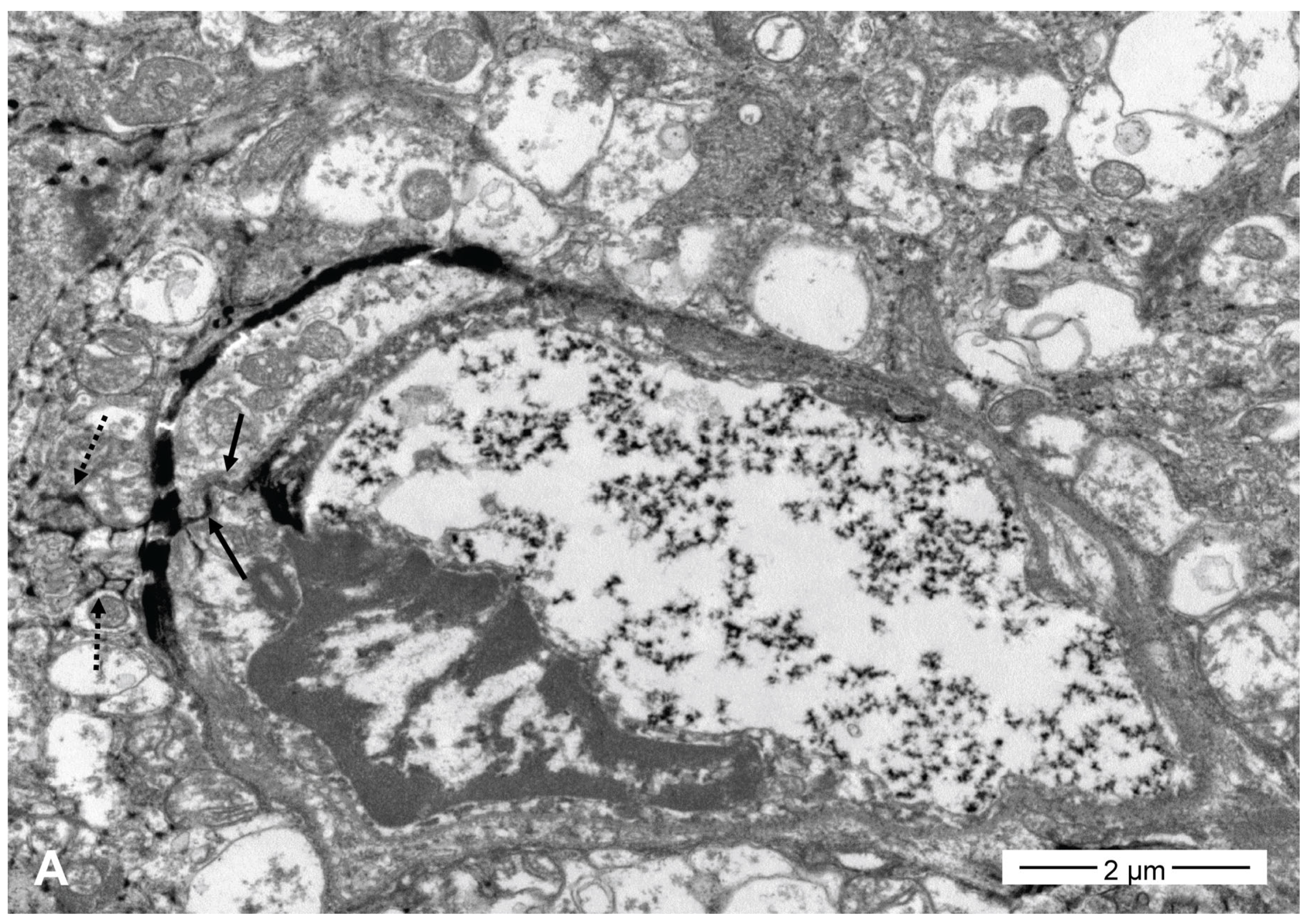 Pharmaceutics 16 00246 g006a