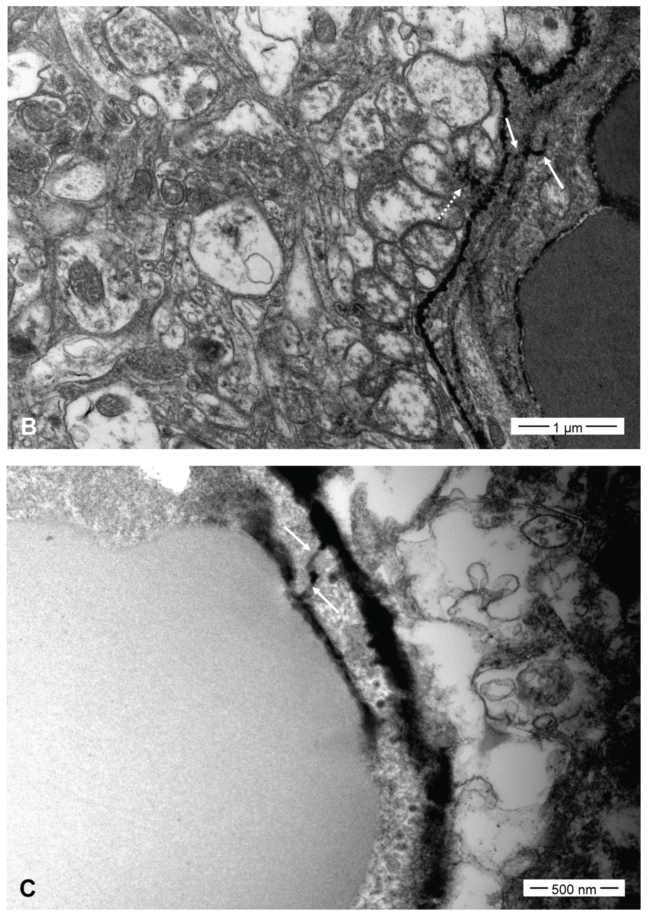 Pharmaceutics 16 00246 g006b