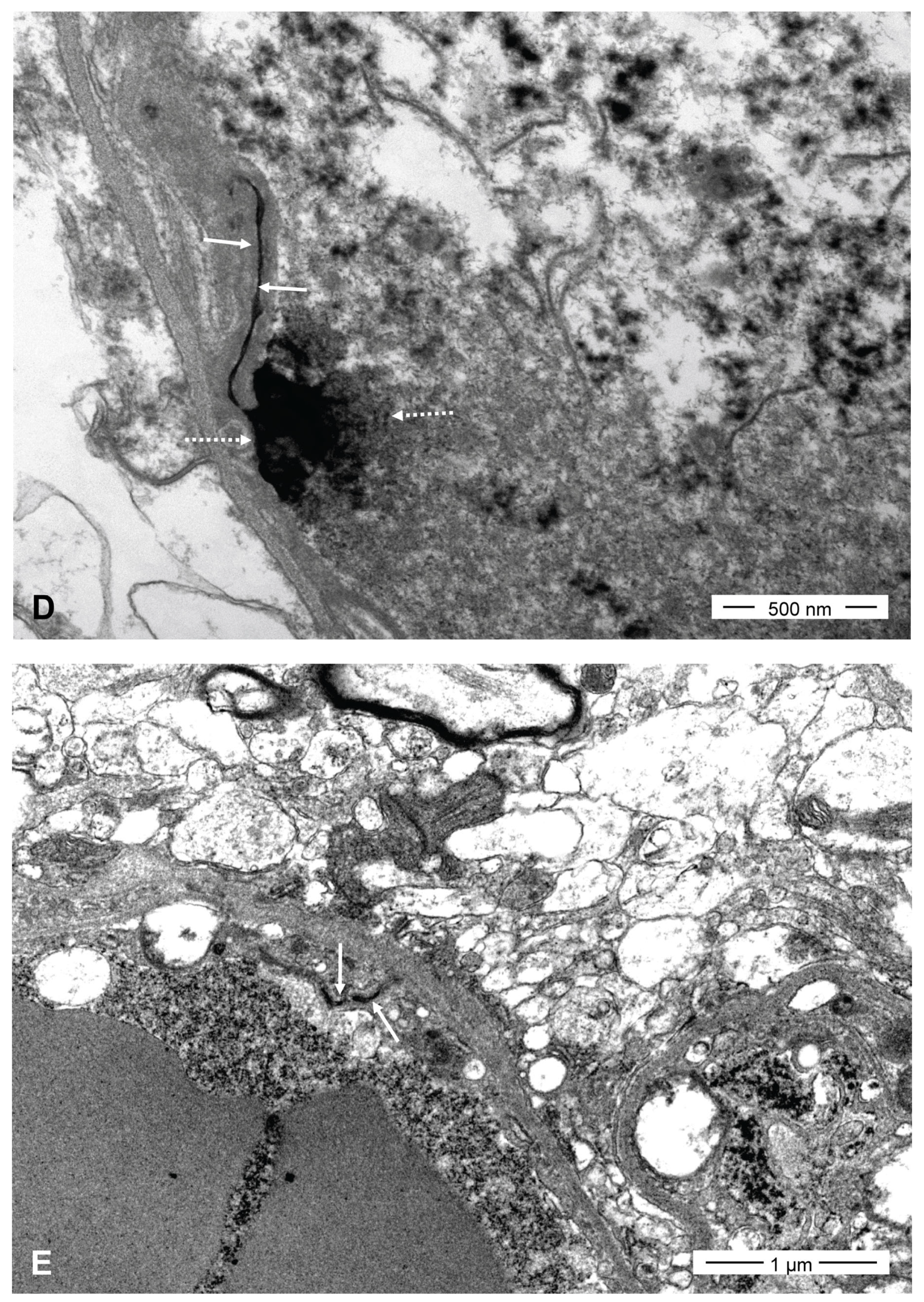 Pharmaceutics 16 00246 g006c