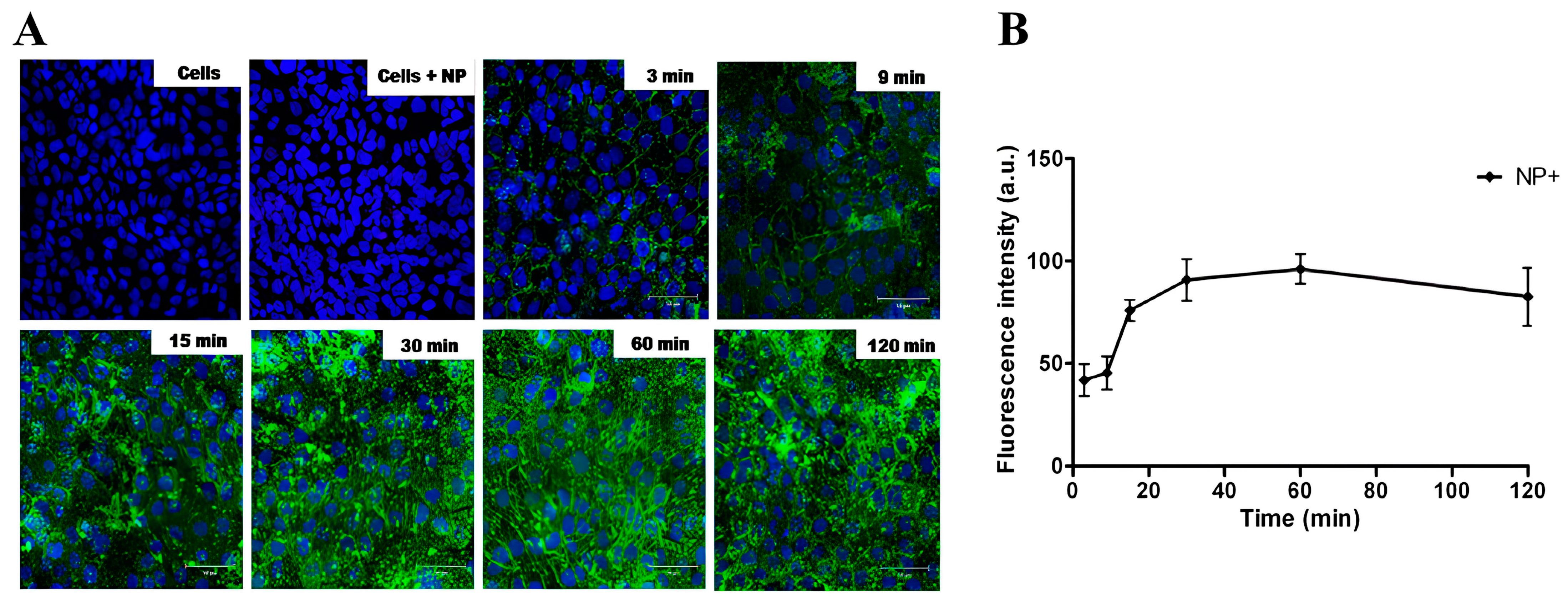 Pharmaceutics 16 00247 g002 Pharmaceutics 16 00247 g002