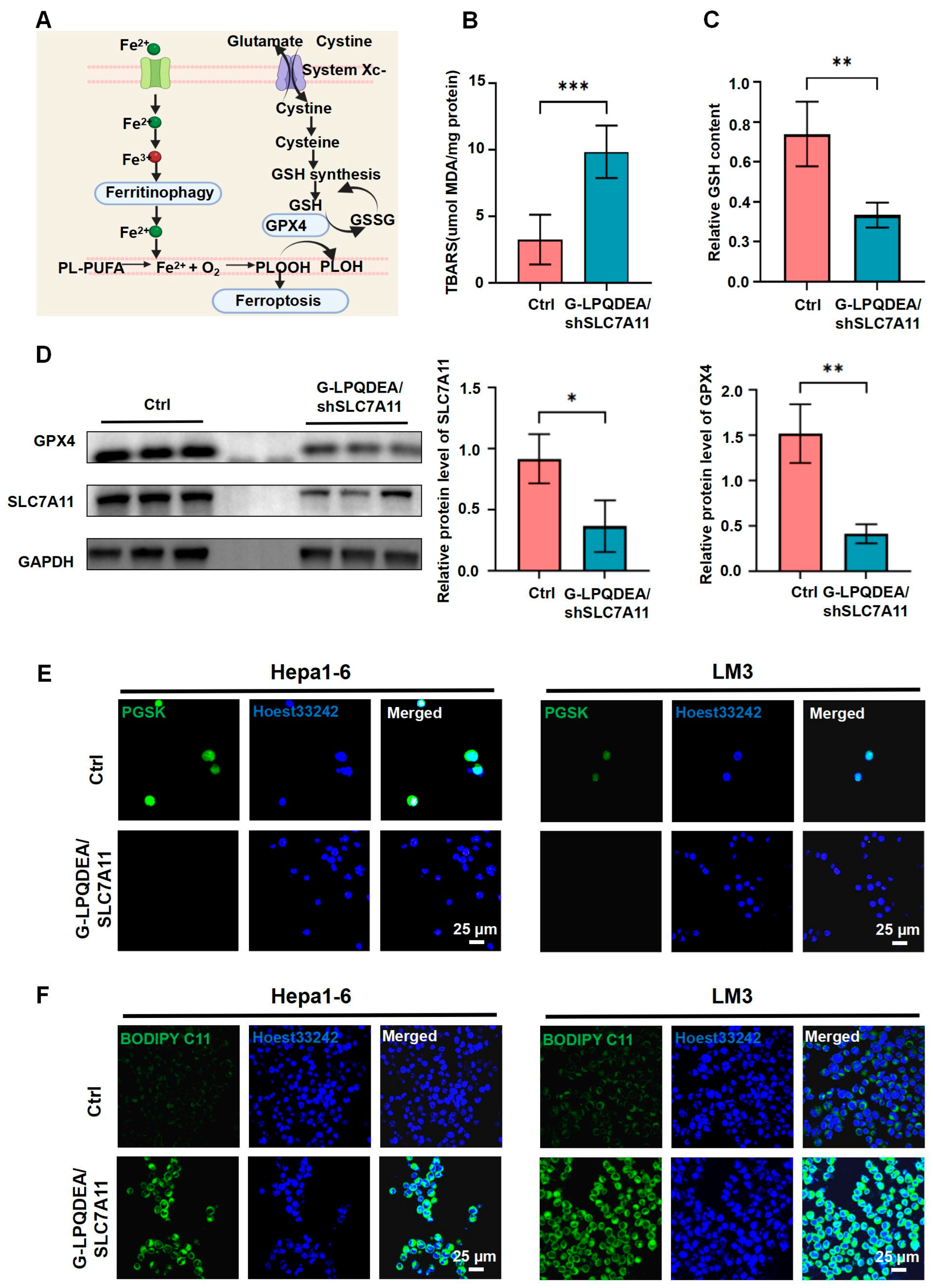 Pharmaceutics 16 00249 g004