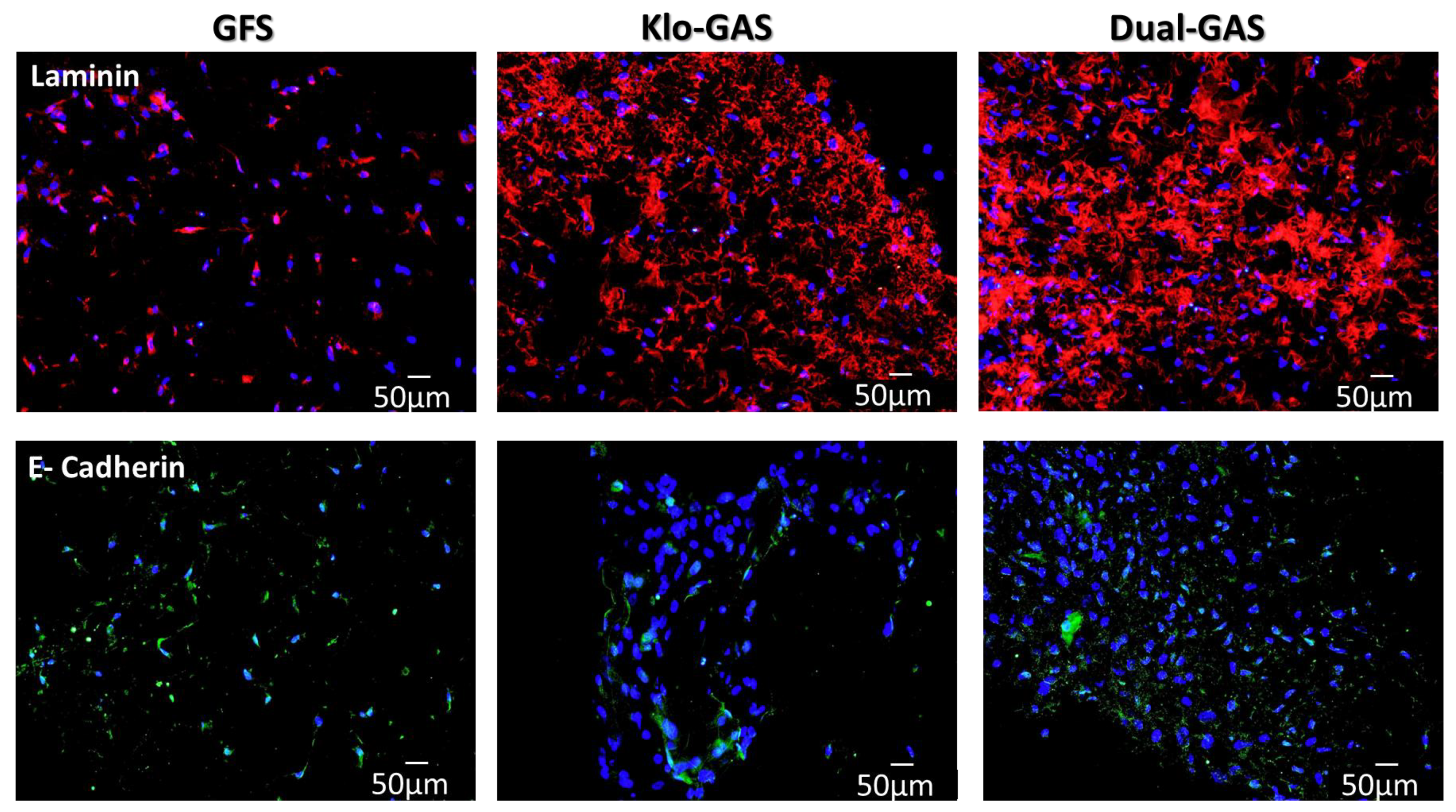 Pharmaceutics 16 00265 g004a