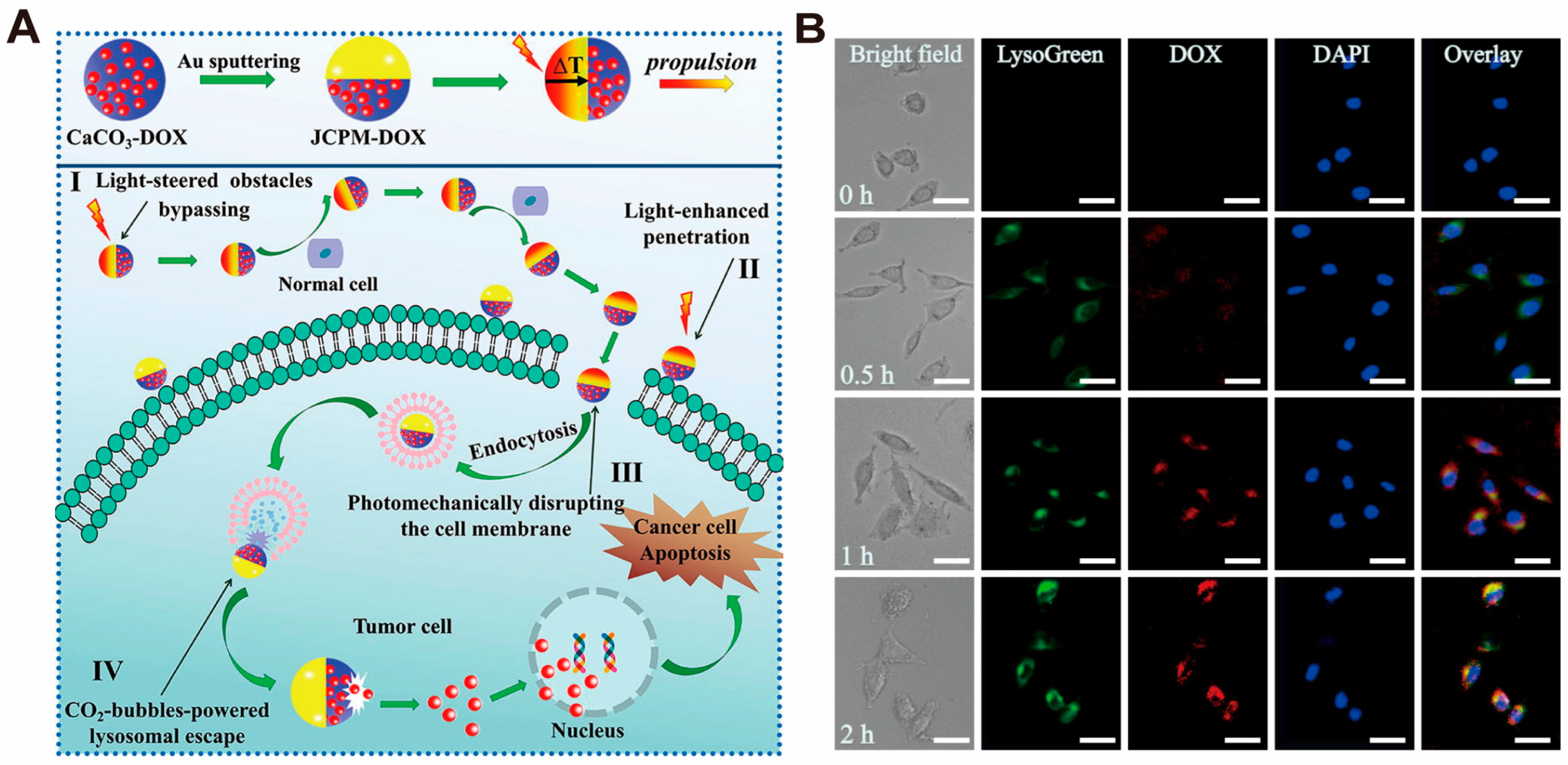 Pharmaceutics 16 00275 g006 Pharmaceutics 16 00275 g006