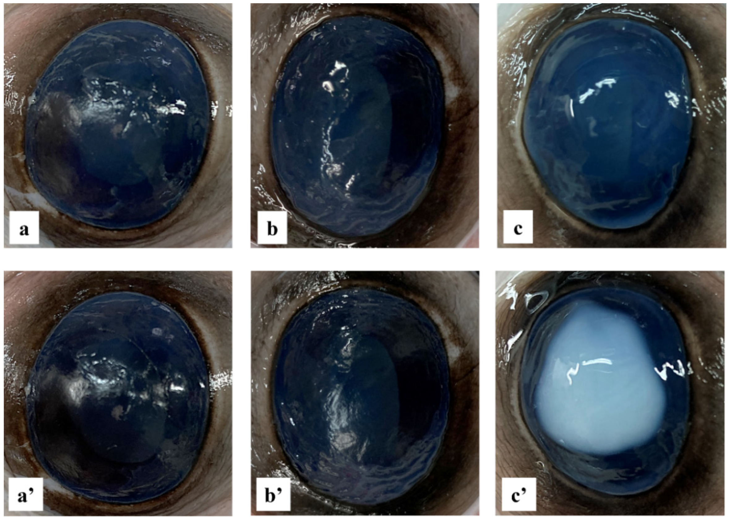 Pharmaceutics 16 00277 g009