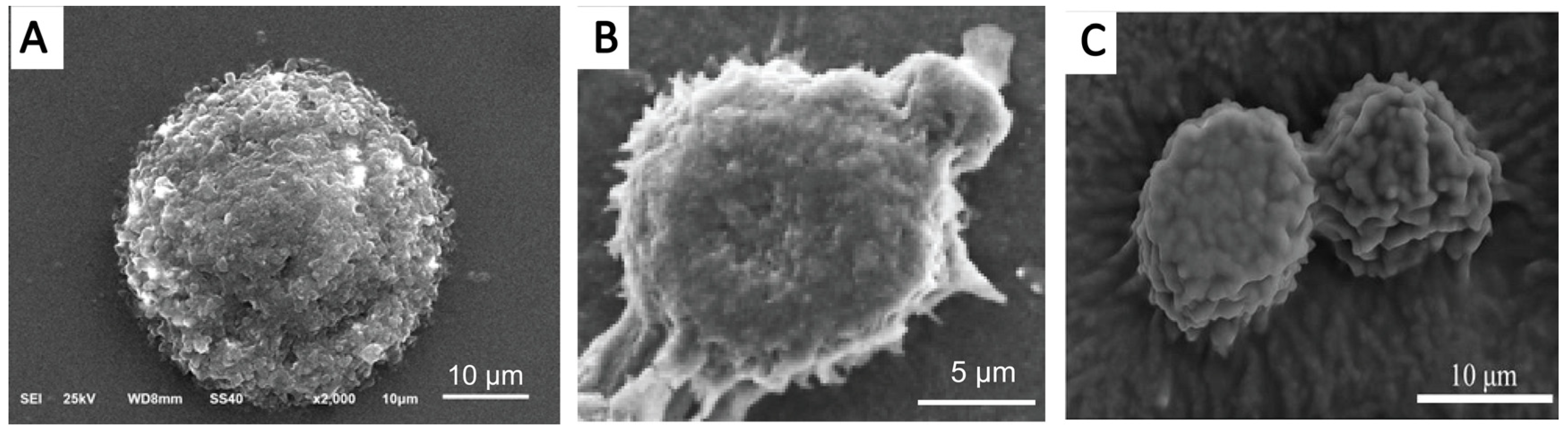 Pharmaceutics 16 00293 g002