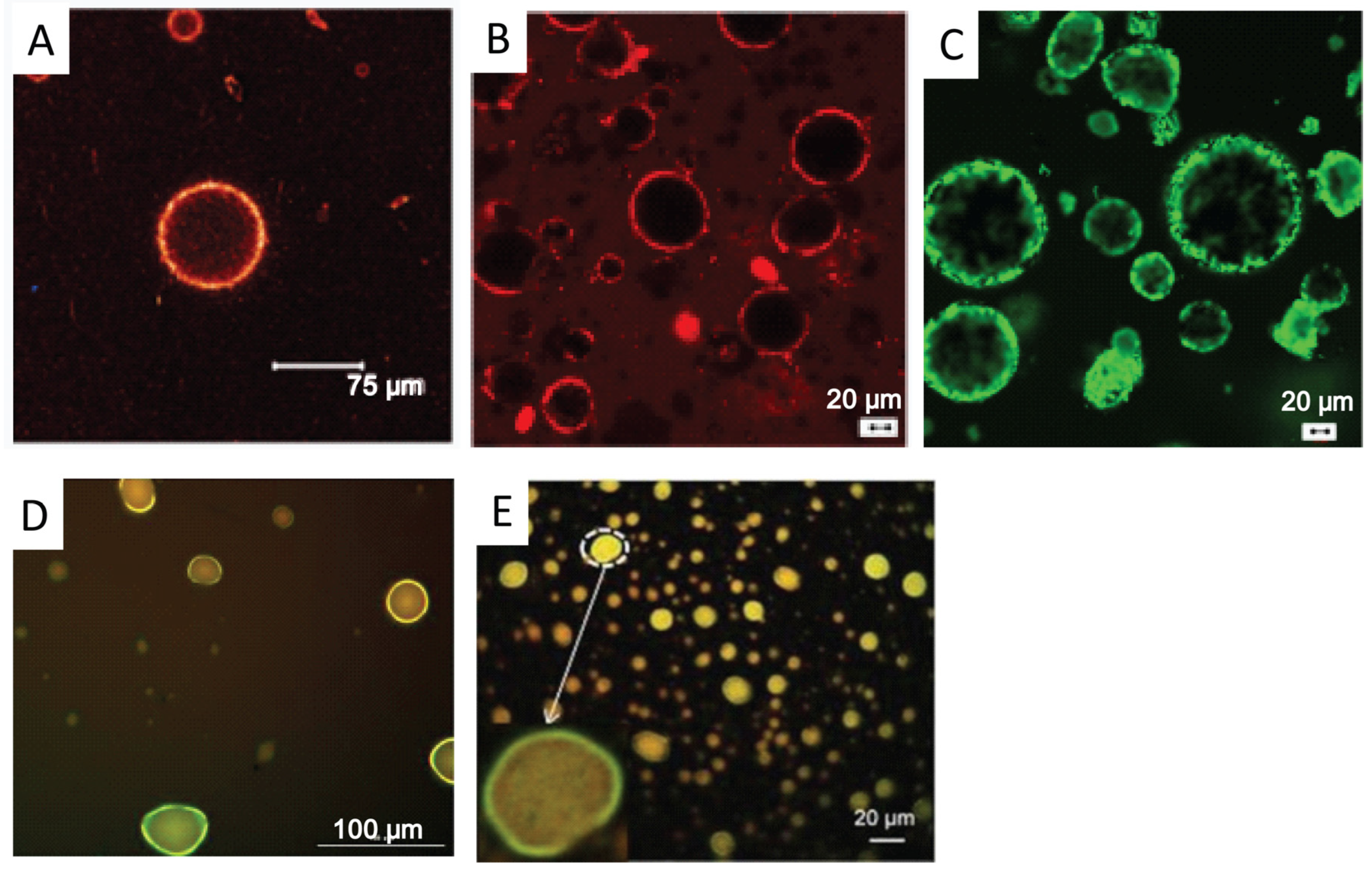 Pharmaceutics 16 00293 g004