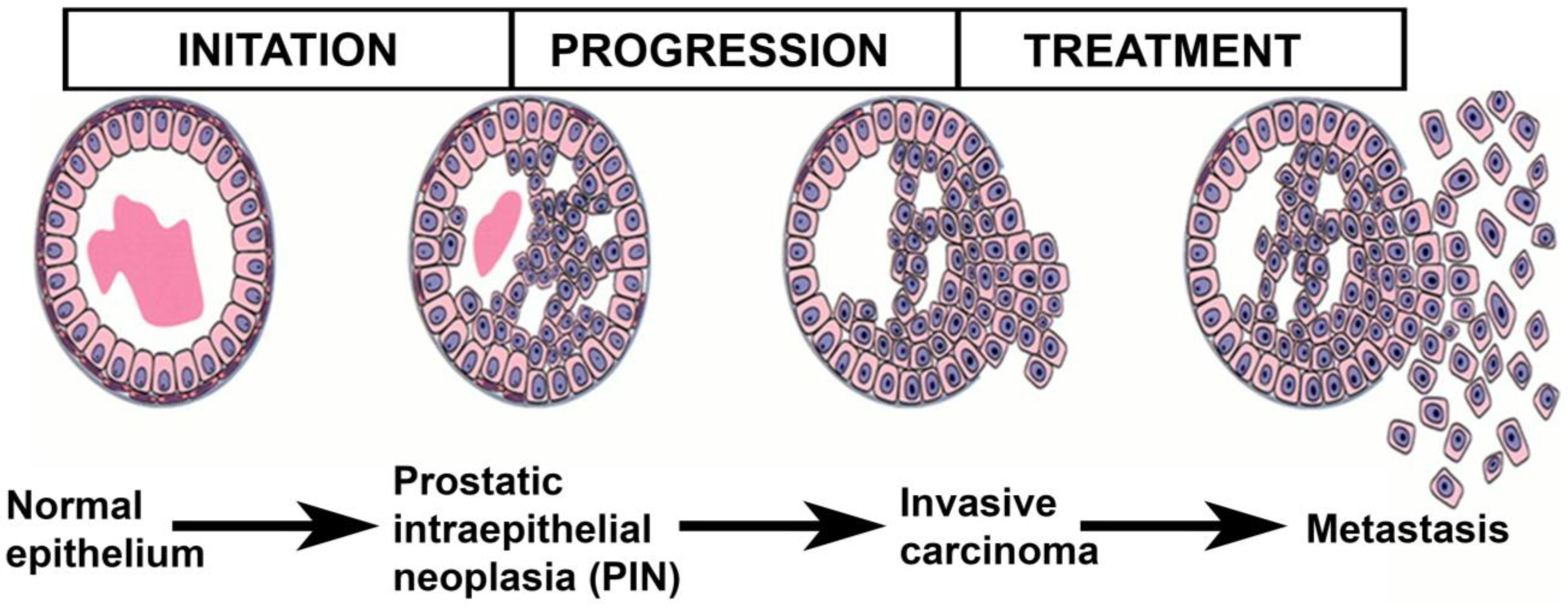 Pharmaceutics 16 00297 g003