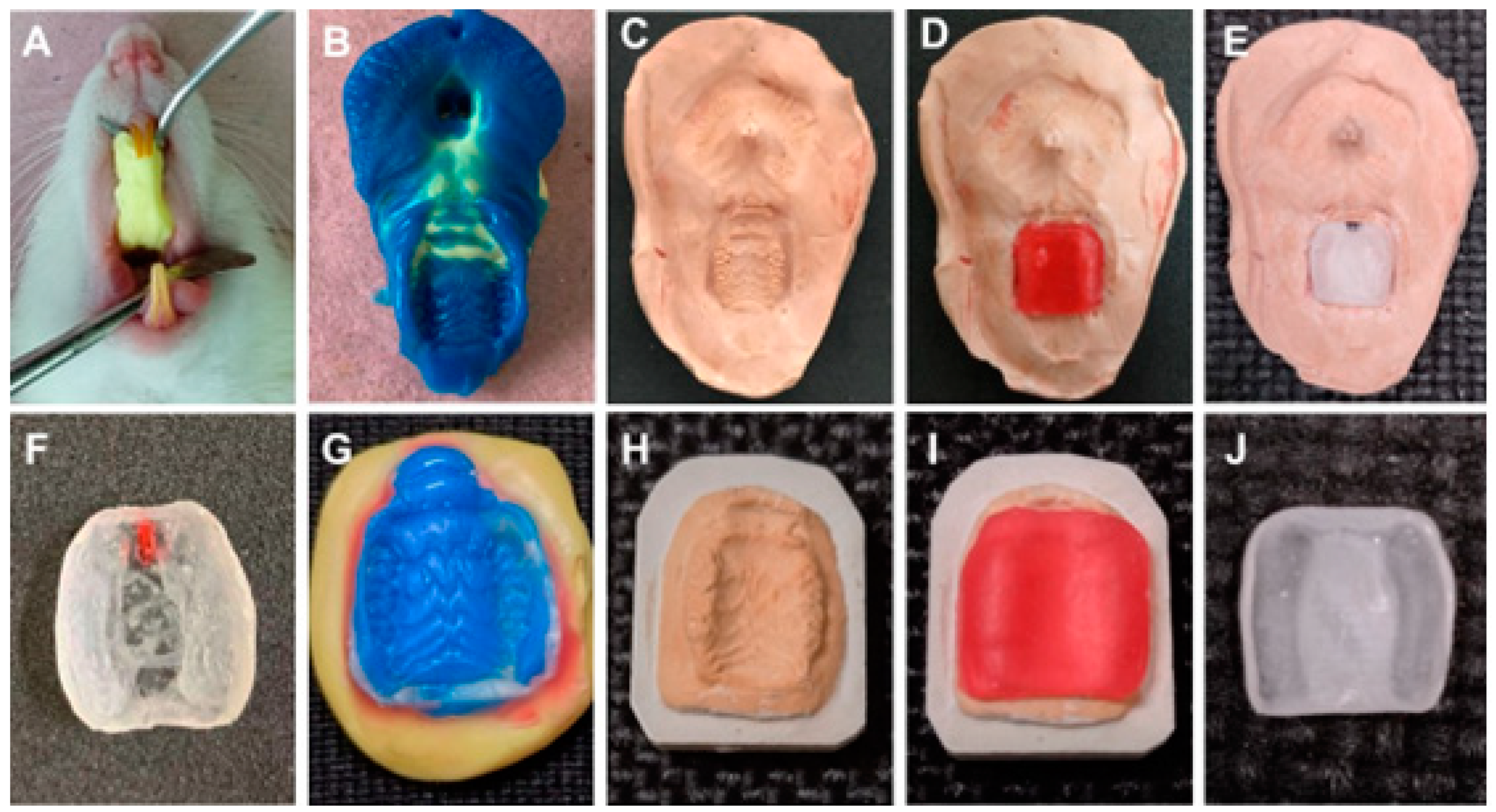 Pharmaceutics 16 00298 g002 Pharmaceutics 16 00298 g002
