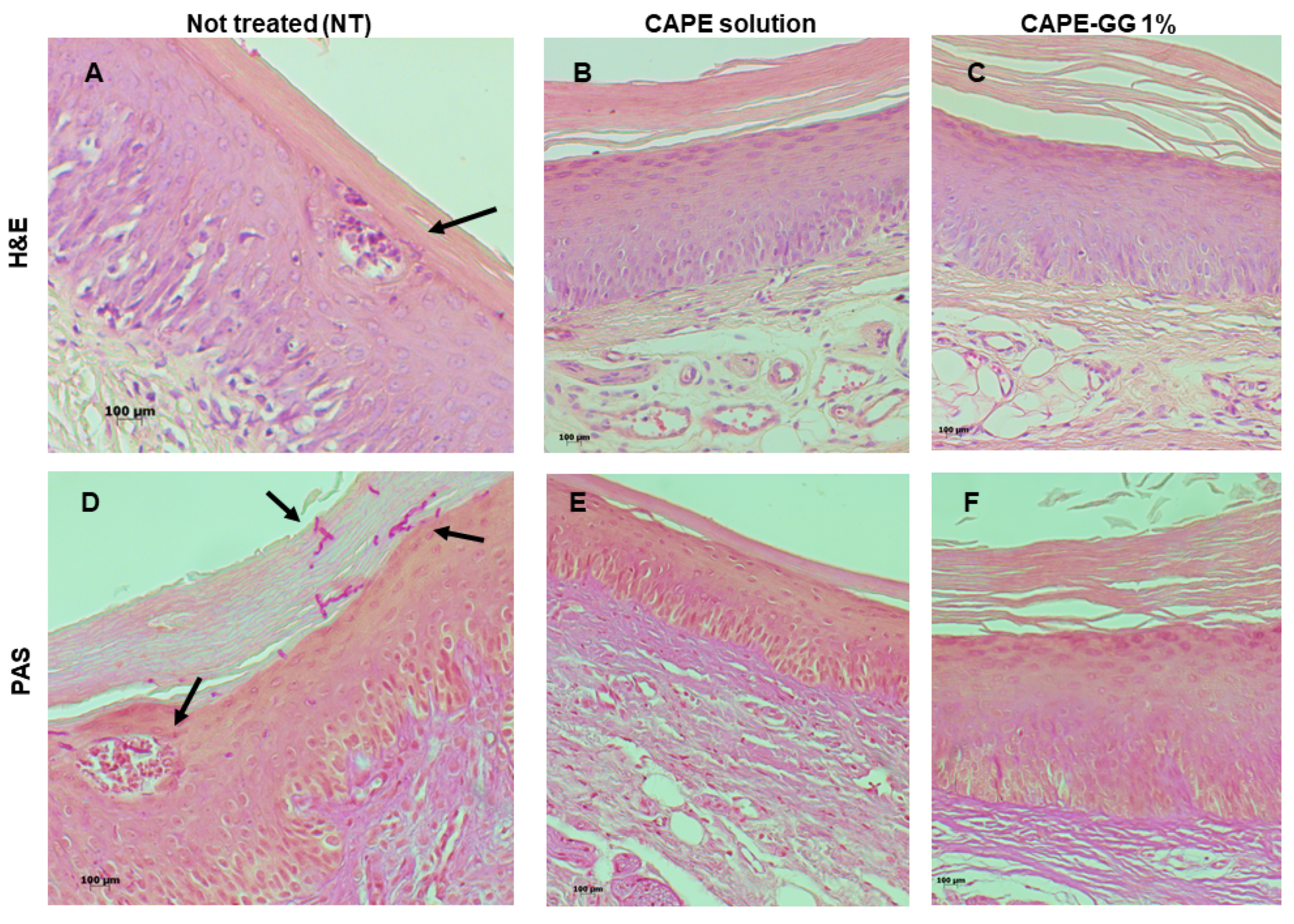 Pharmaceutics 16 00298 g009 Pharmaceutics 16 00298 g009