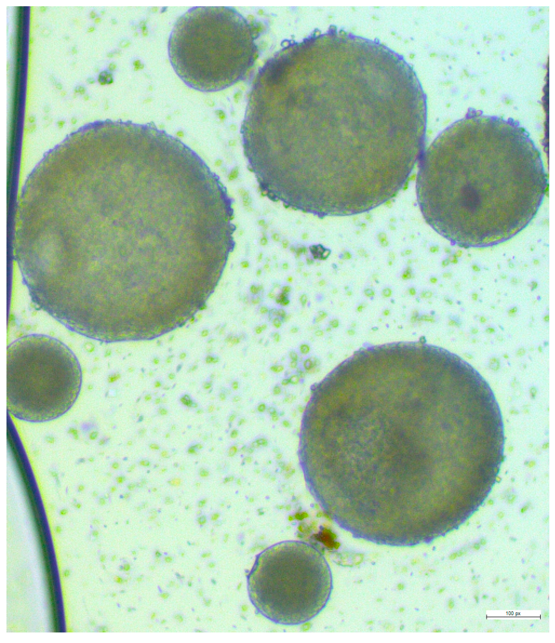 Pharmaceutics 16 00308 g003