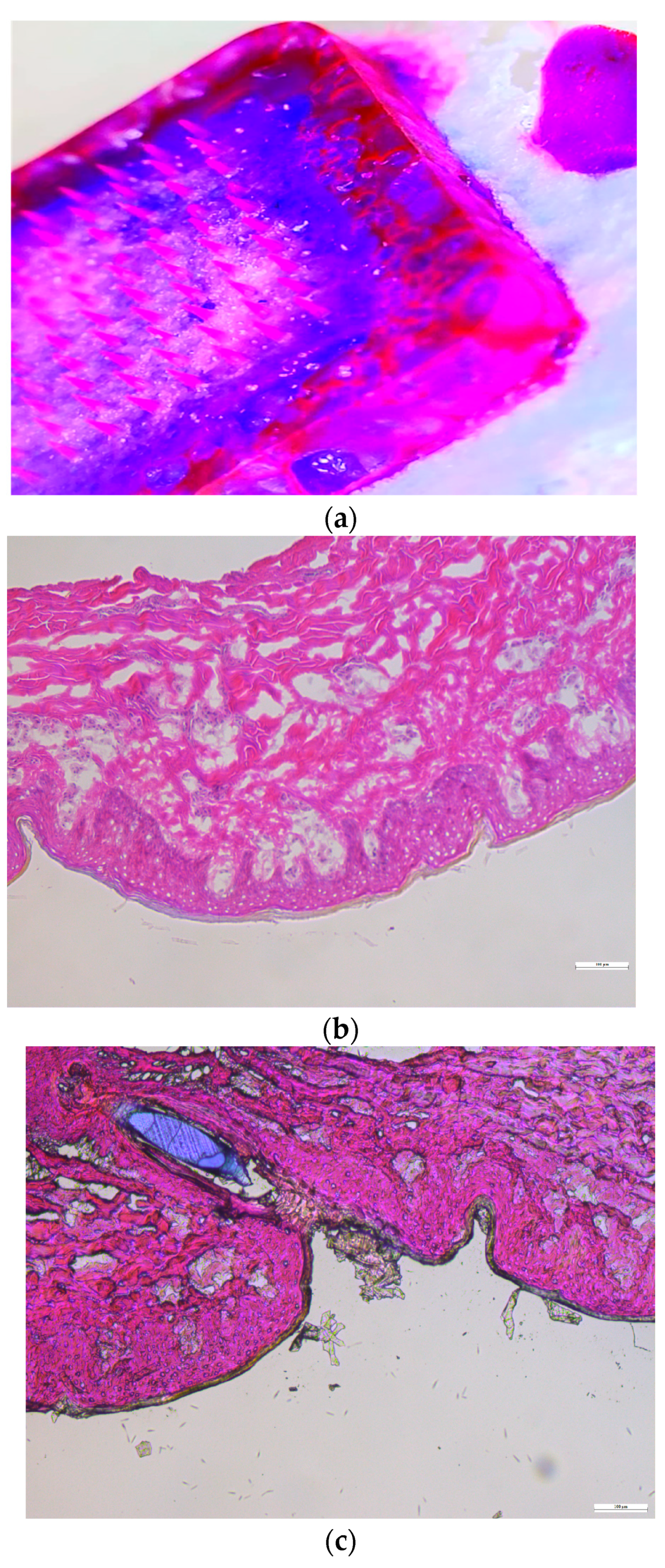Pharmaceutics 16 00308 g007