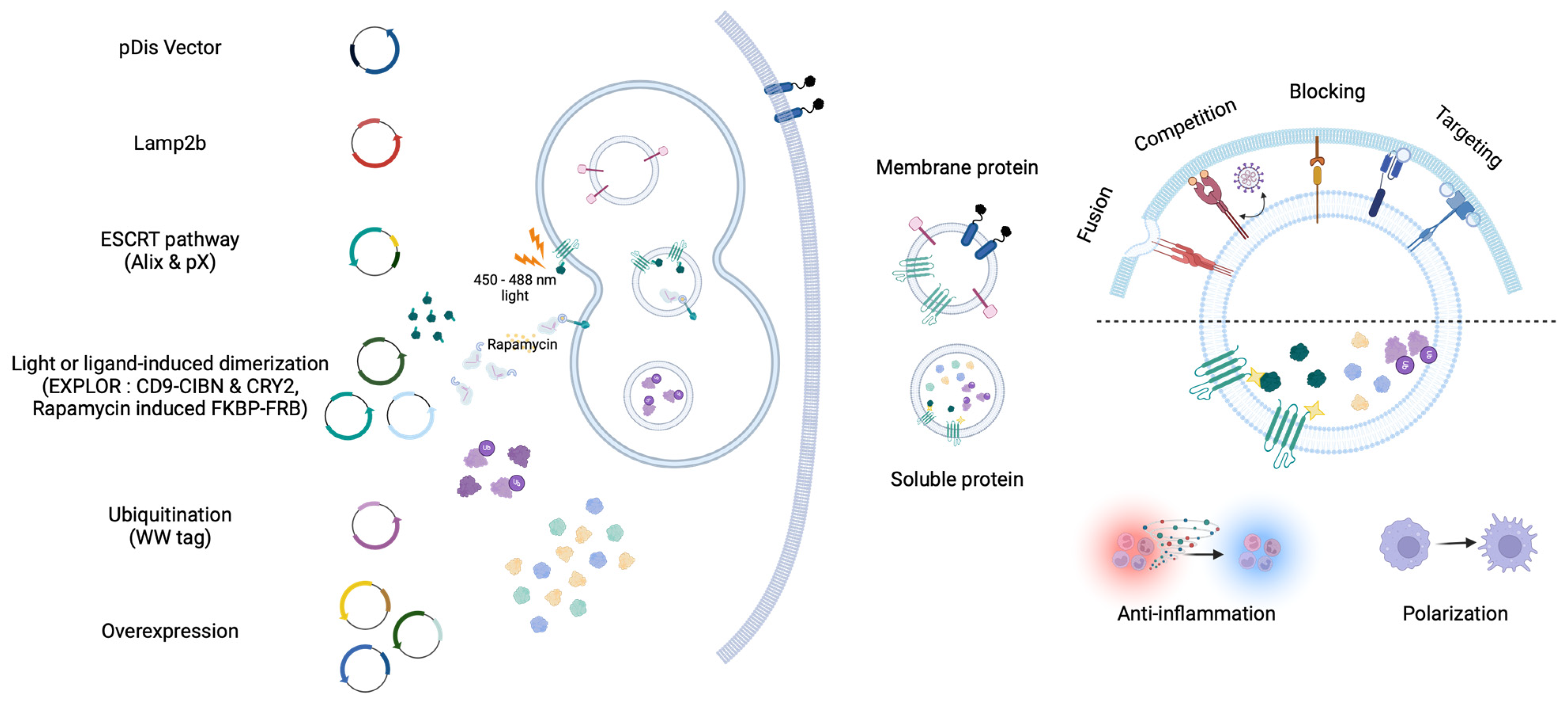 Pharmaceutics 16 00311 g002