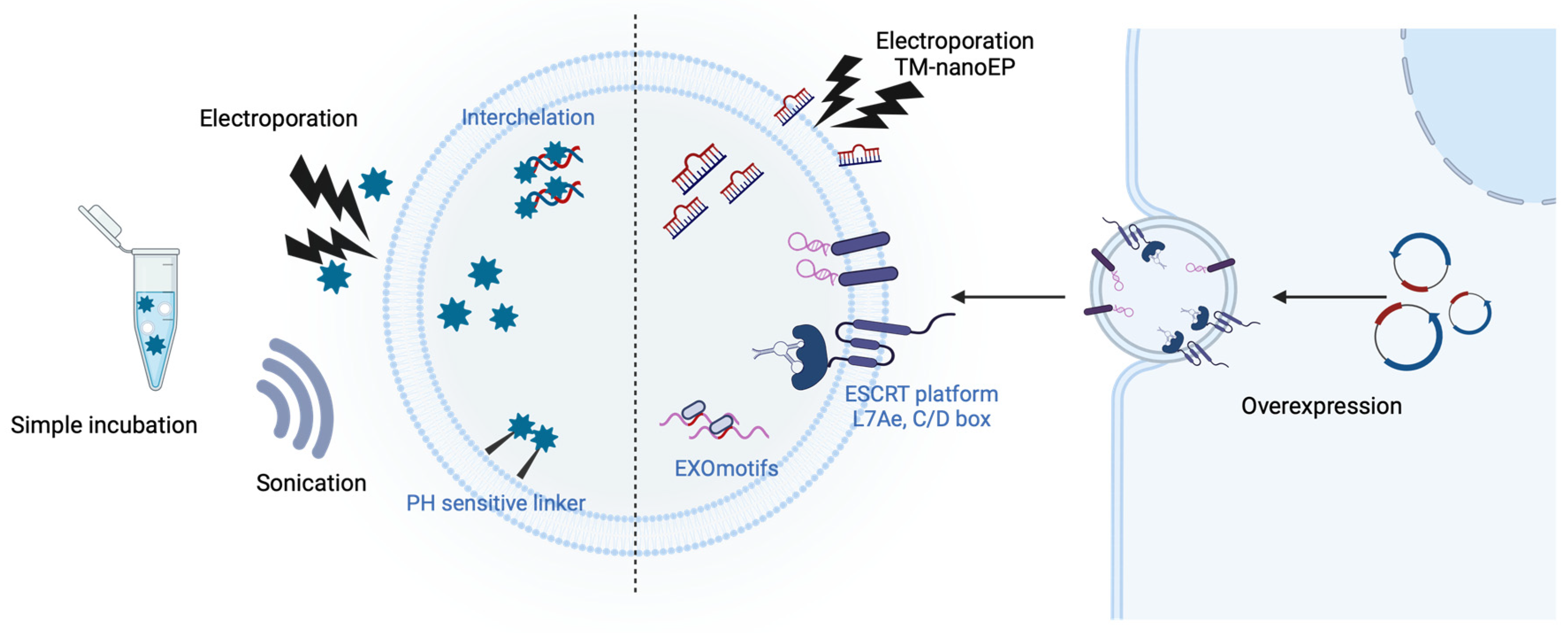 Pharmaceutics 16 00311 g003