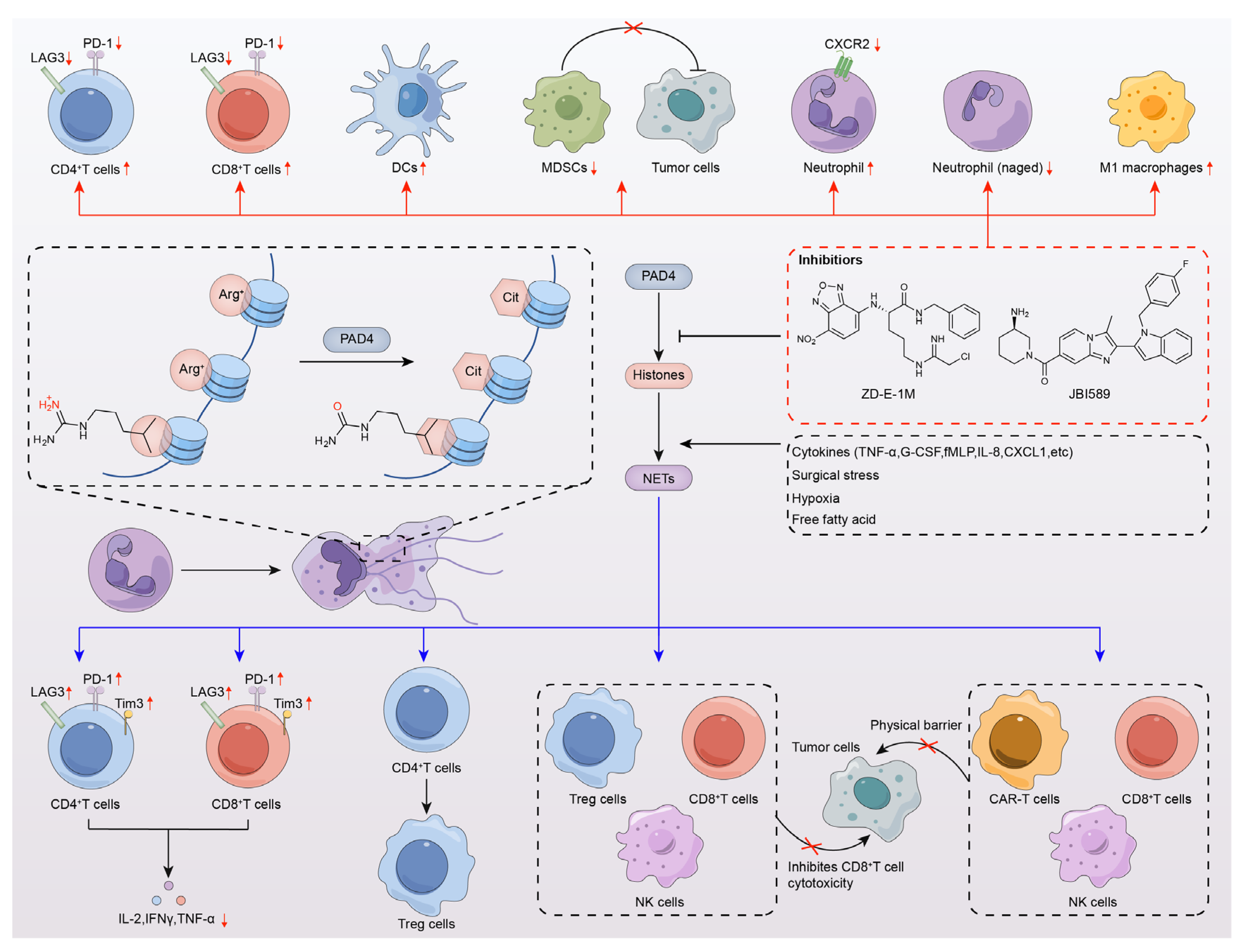 Pharmaceutics 16 00335 g005