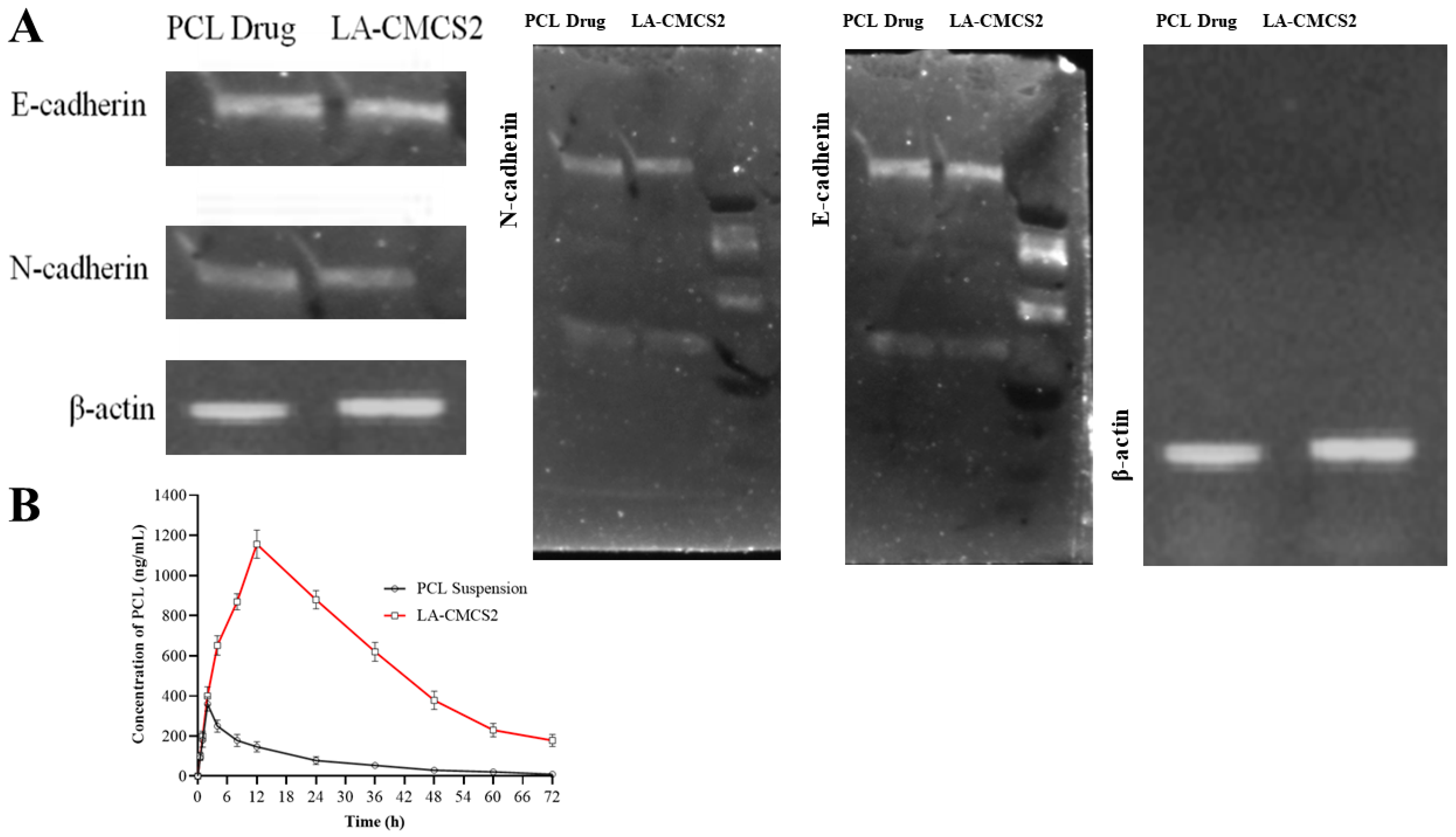 Pharmaceutics 16 00342 g005