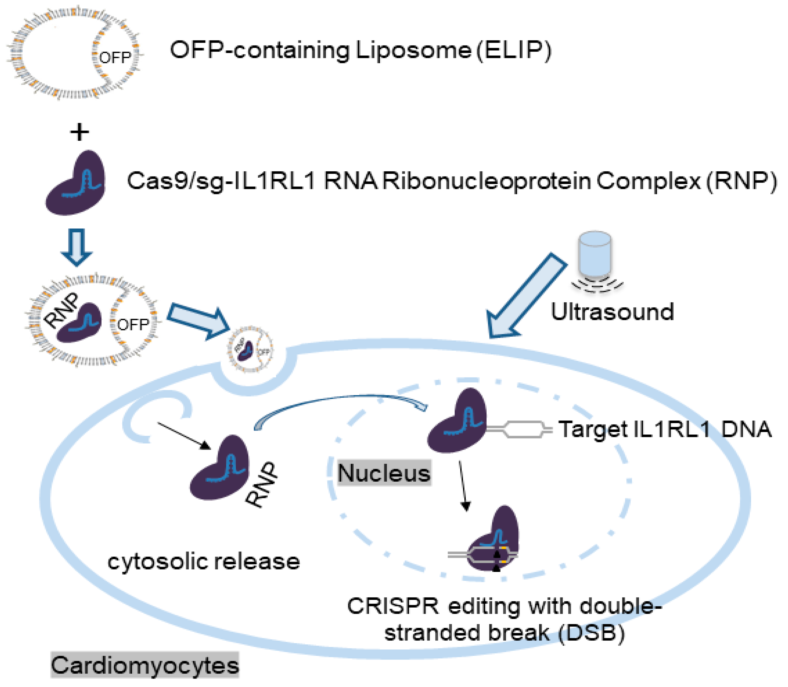 Pharmaceutics 16 00343 g007