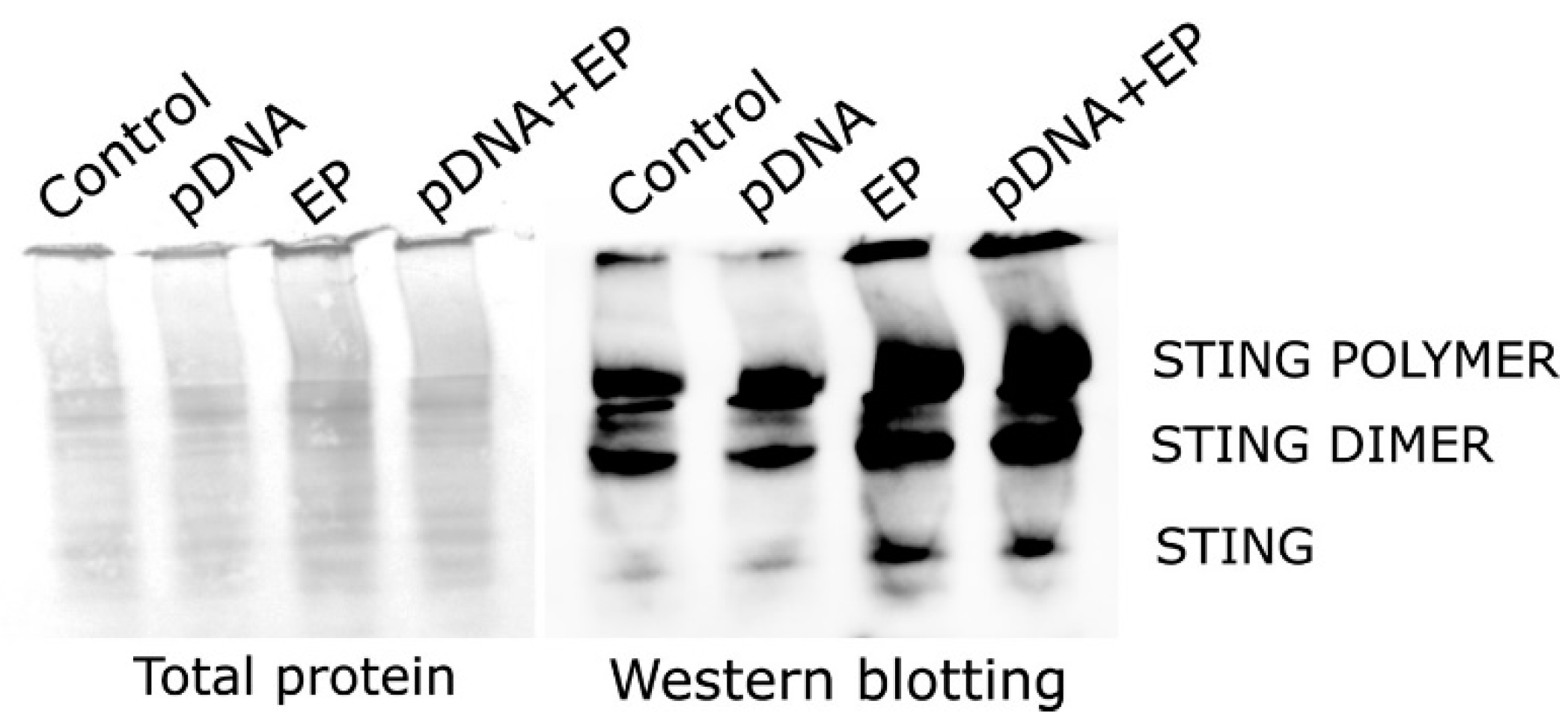 Pharmaceutics 16 00363 g003