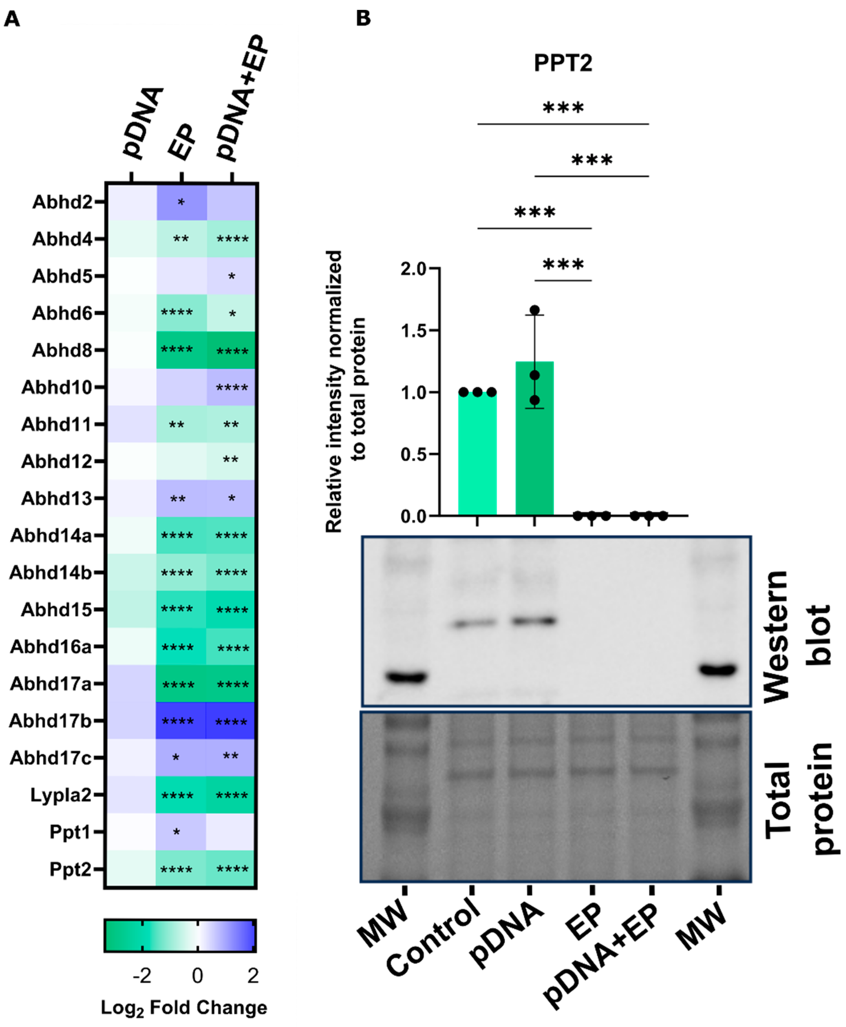 Pharmaceutics 16 00363 g006