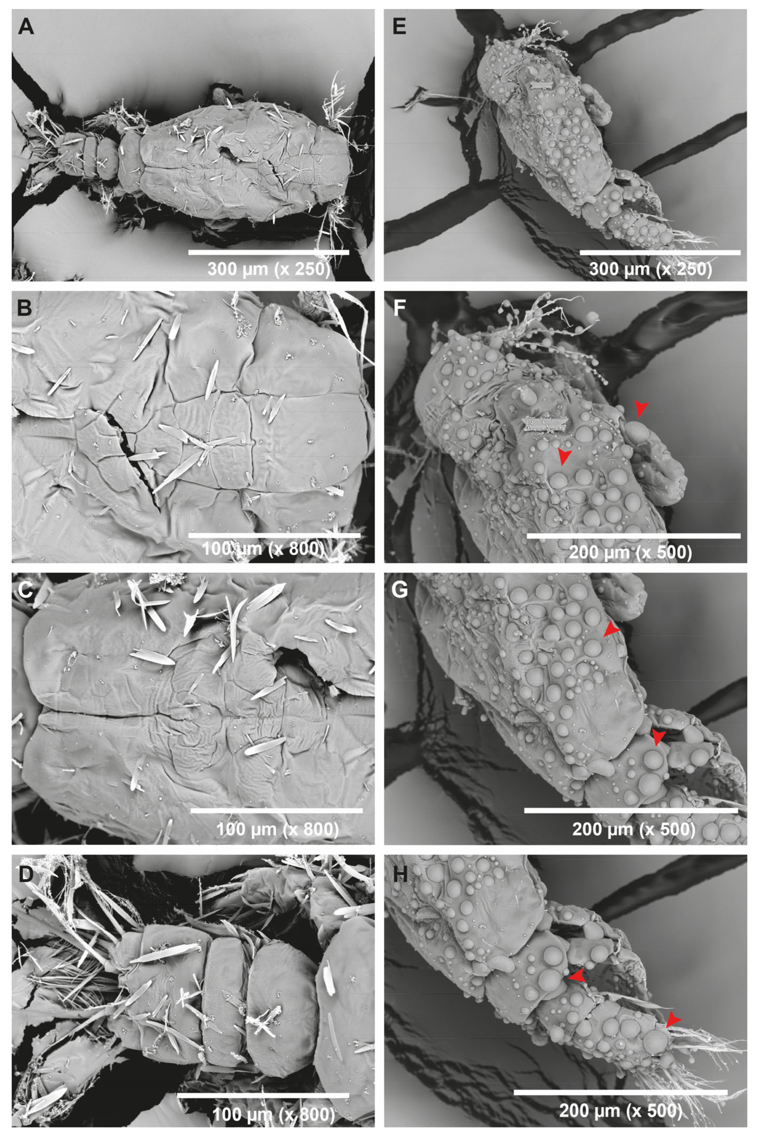 Pharmaceutics 16 00378 g005
