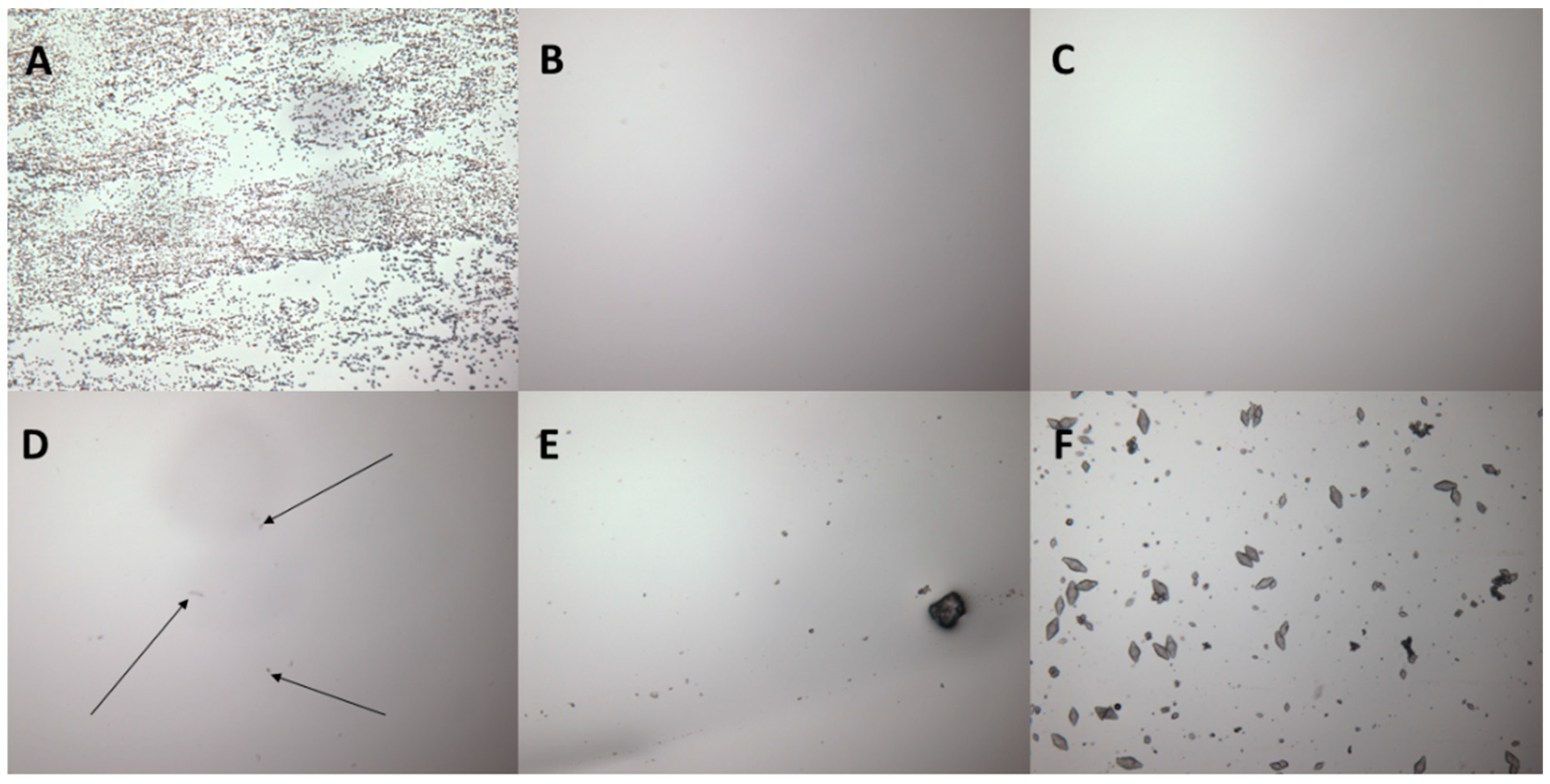 Pharmaceutics 16 00379 g001