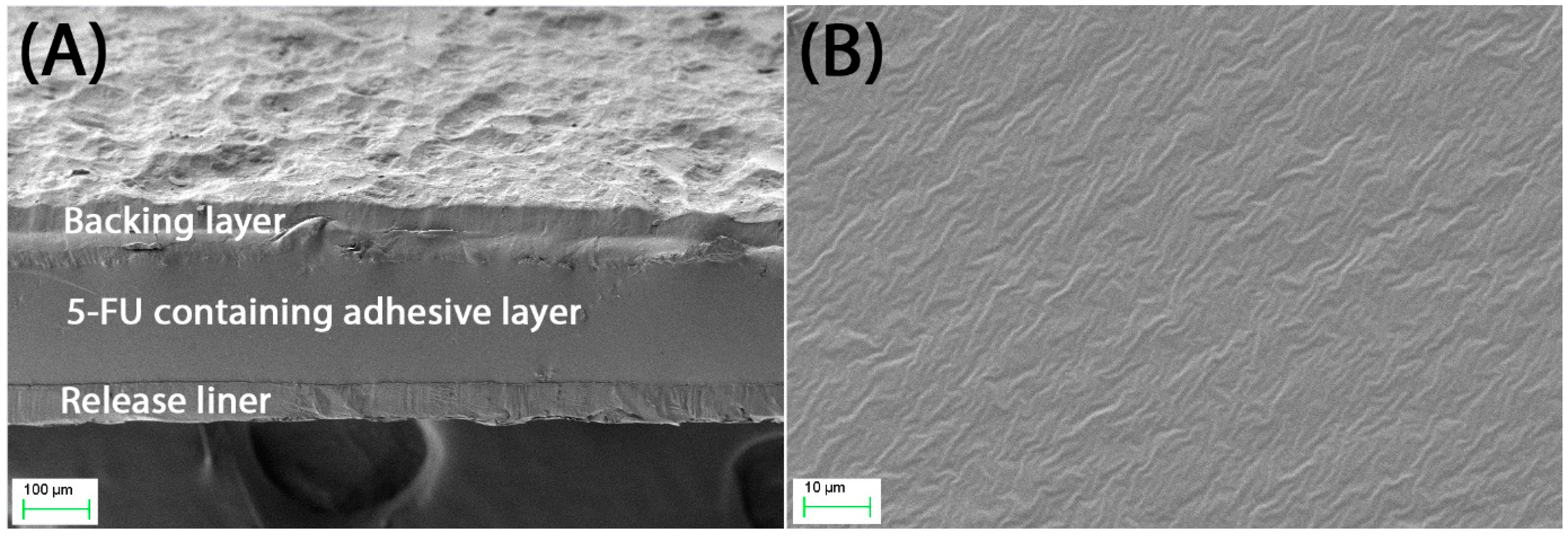 Pharmaceutics 16 00379 g002