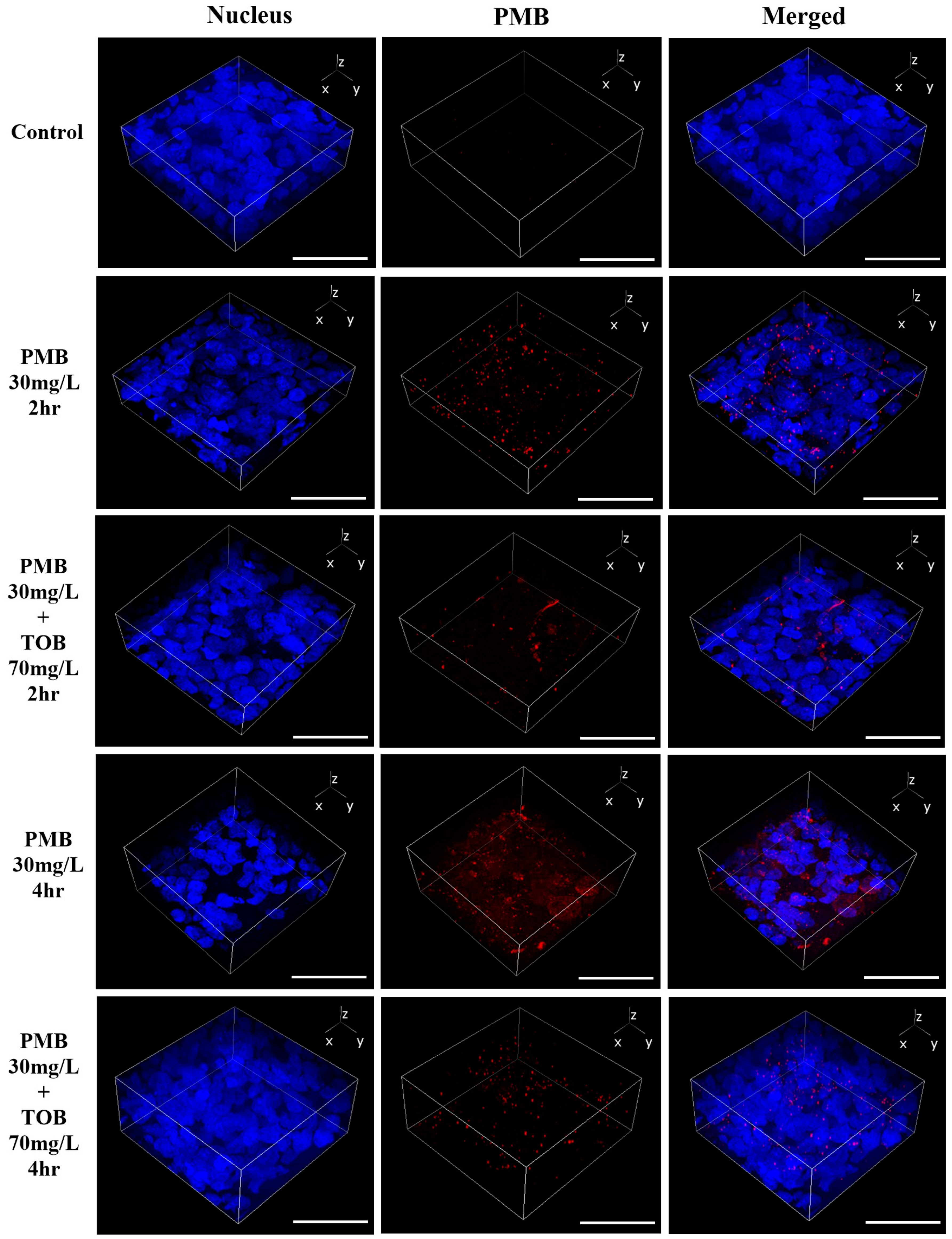 Pharmaceutics 16 00389 g005