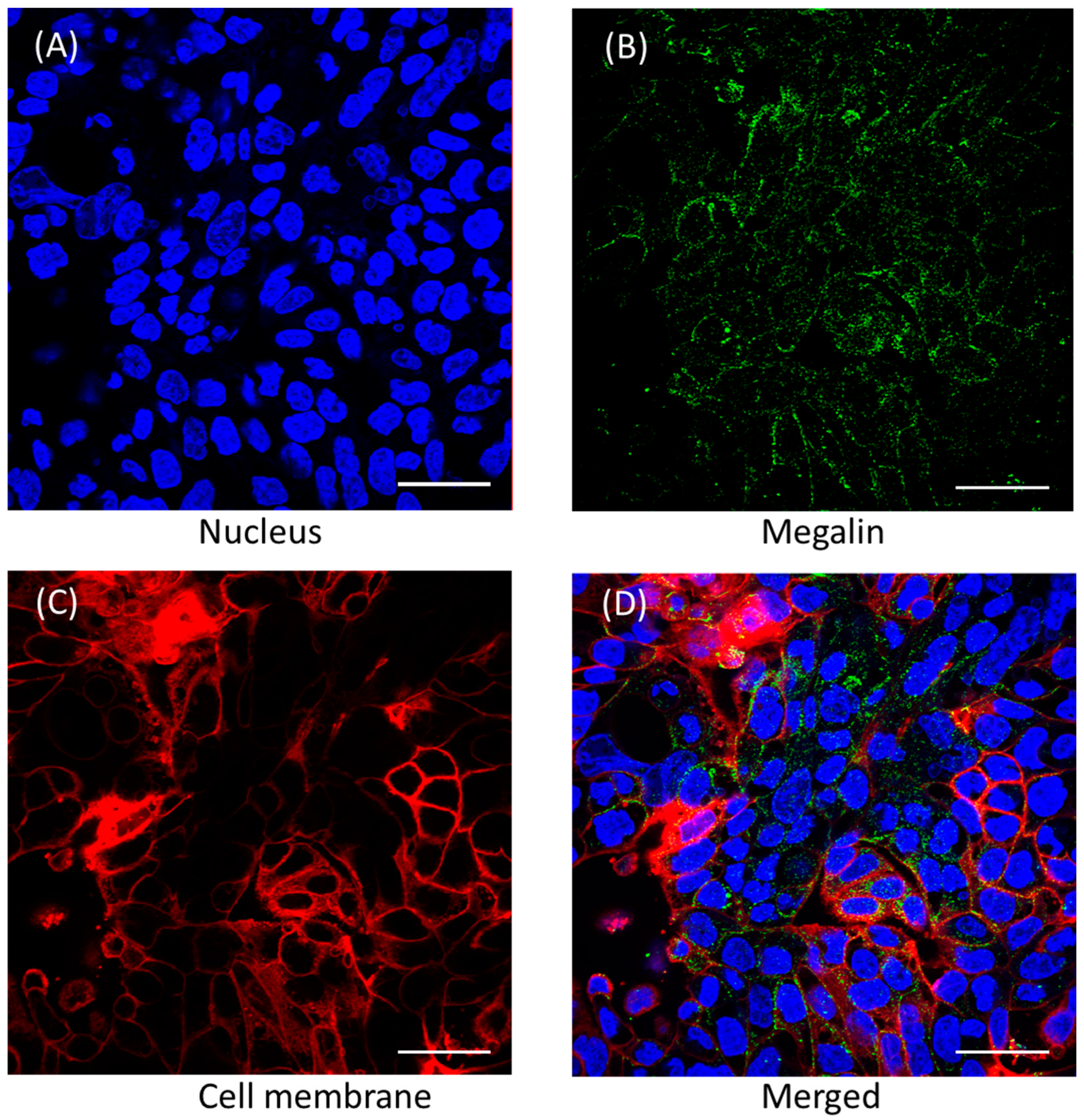 Pharmaceutics 16 00389 g006