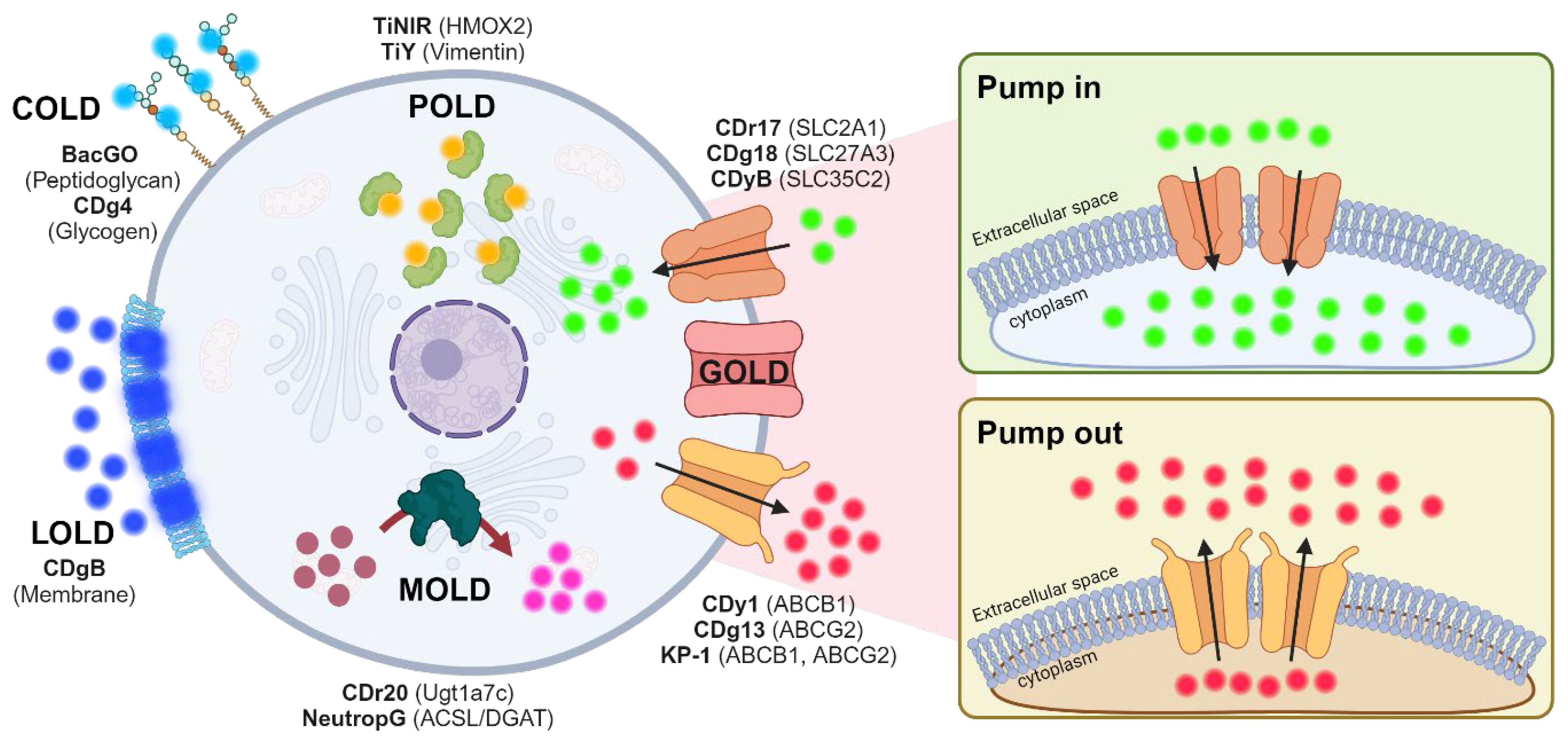 Pharmaceutics 16 00424 g001