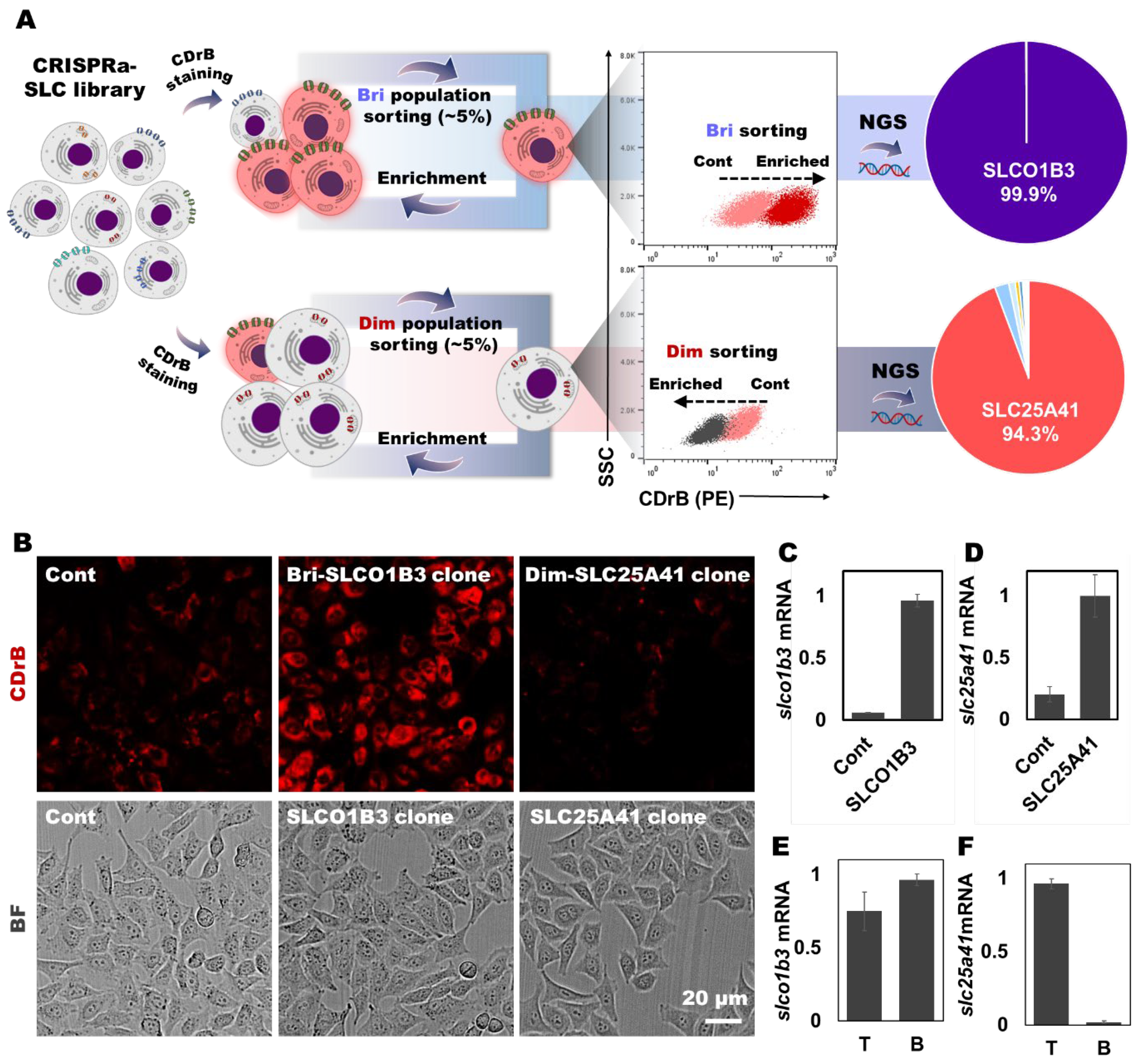 Pharmaceutics 16 00424 g003