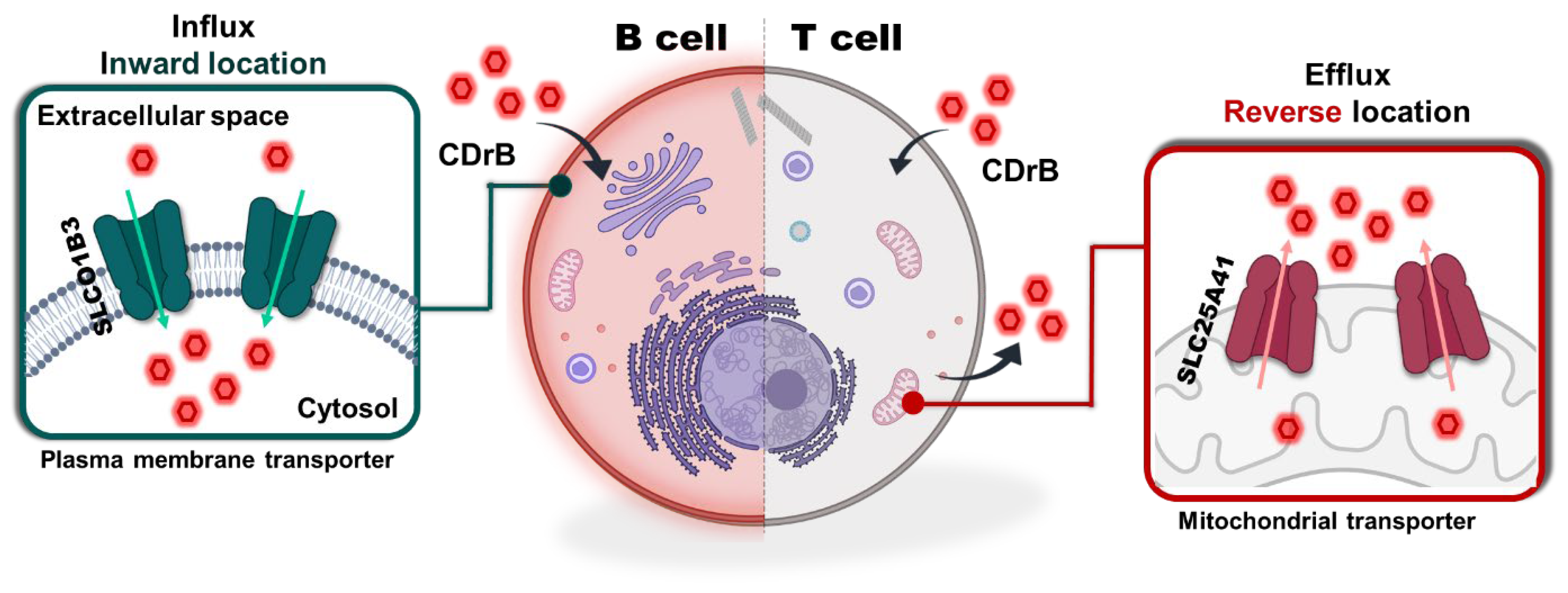 Pharmaceutics 16 00424 g004