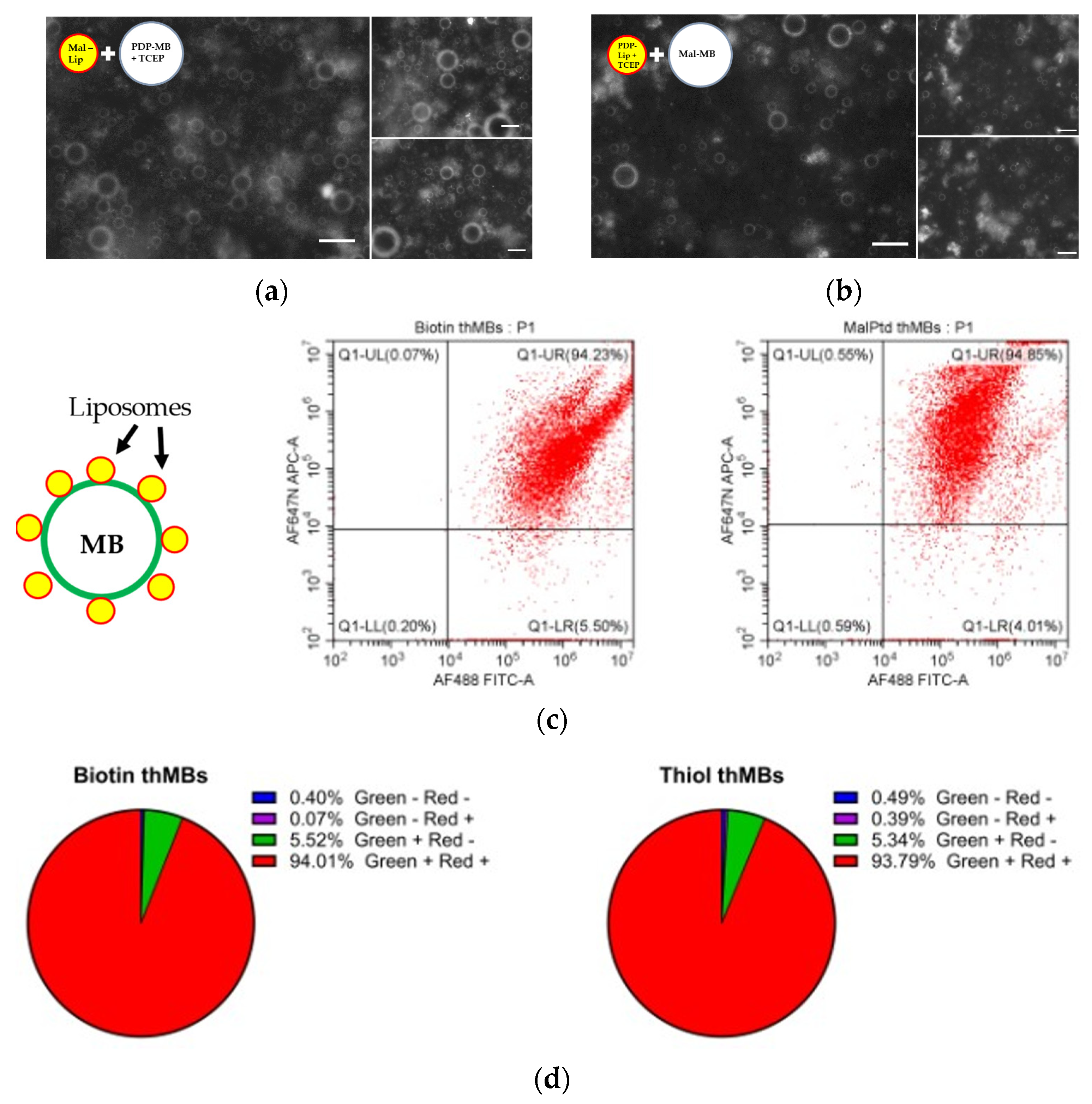 Pharmaceutics 16 00434 g002