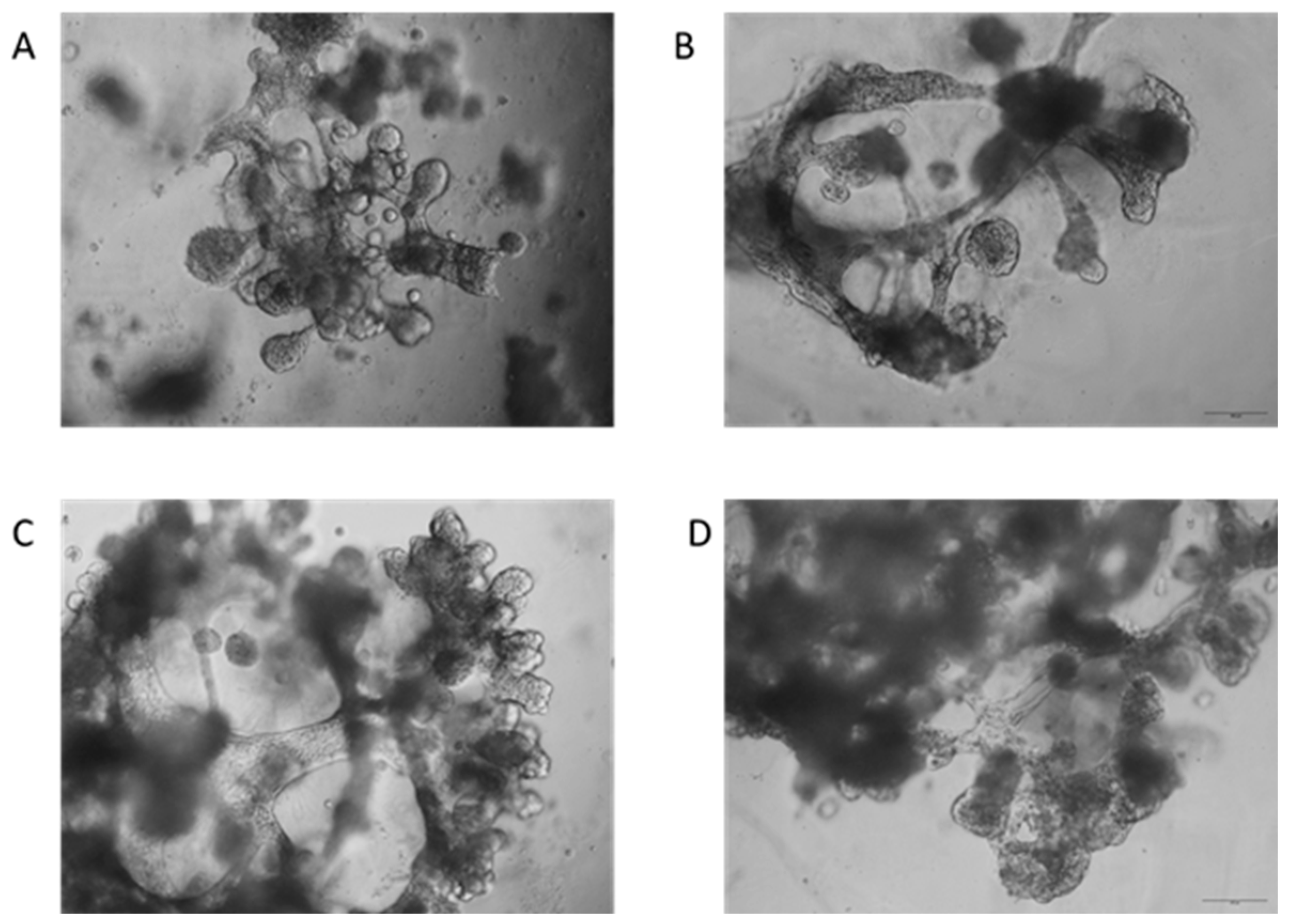 Pharmaceutics 16 00435 g004