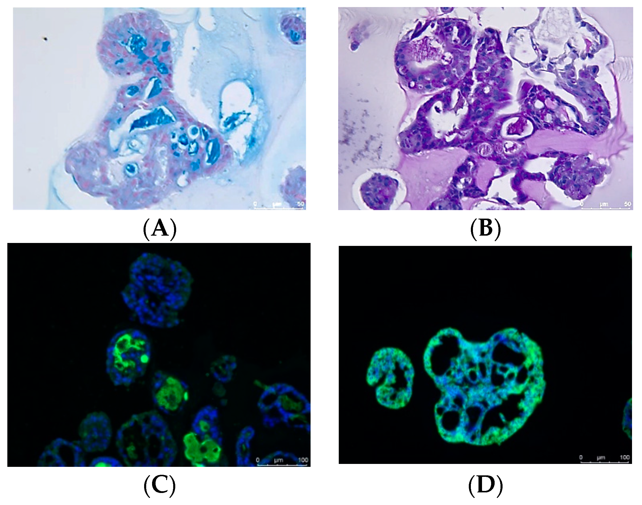 Pharmaceutics 16 00435 g005