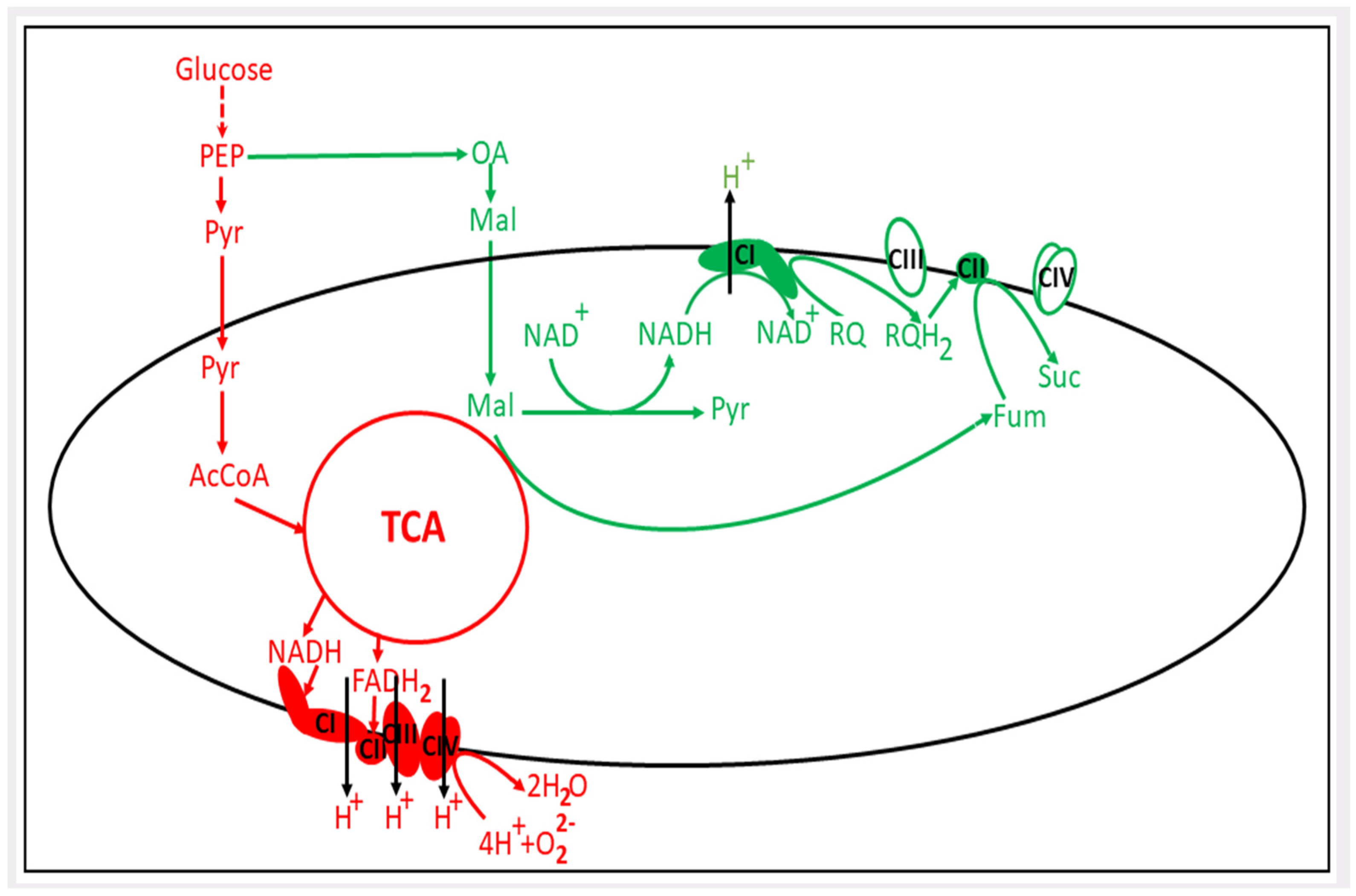 Pharmaceutics 16 00444 g001 Pharmaceutics 16 00444 g001