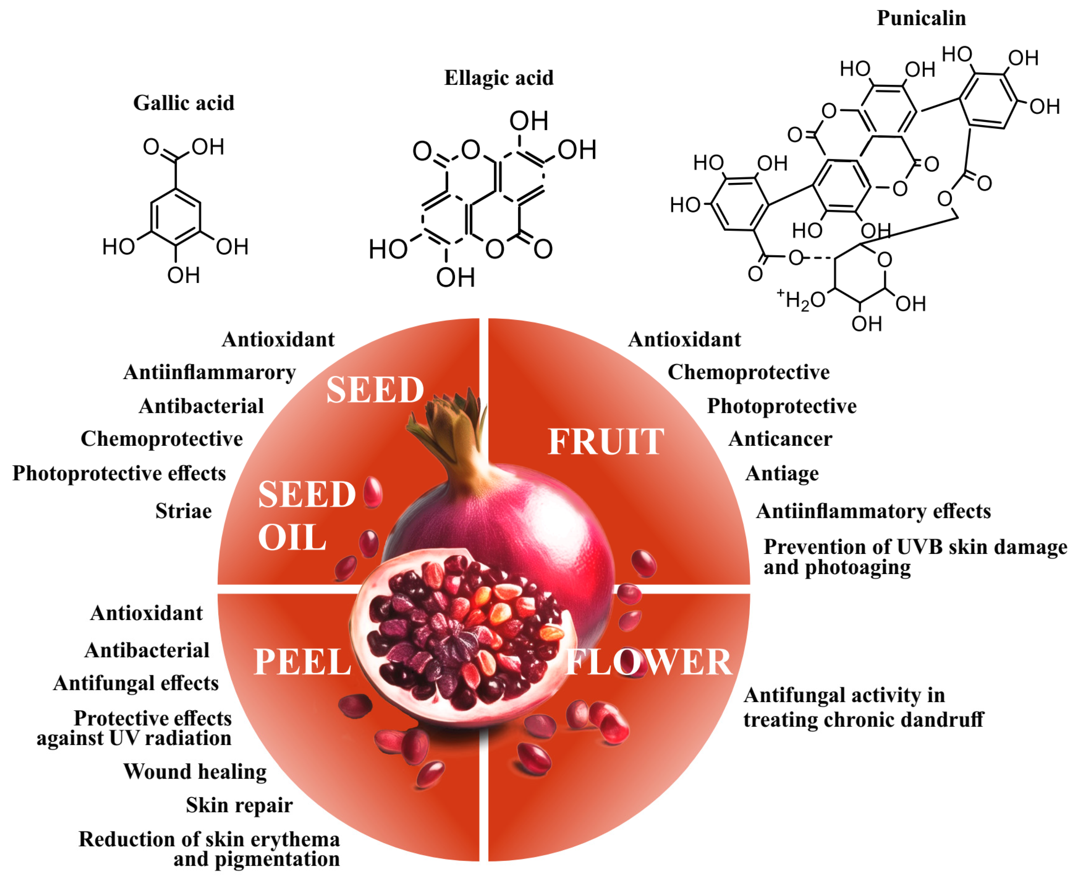 Punica granatum L. Pomegranate Extracts and Their Effects on Healthy and Diseased Skin