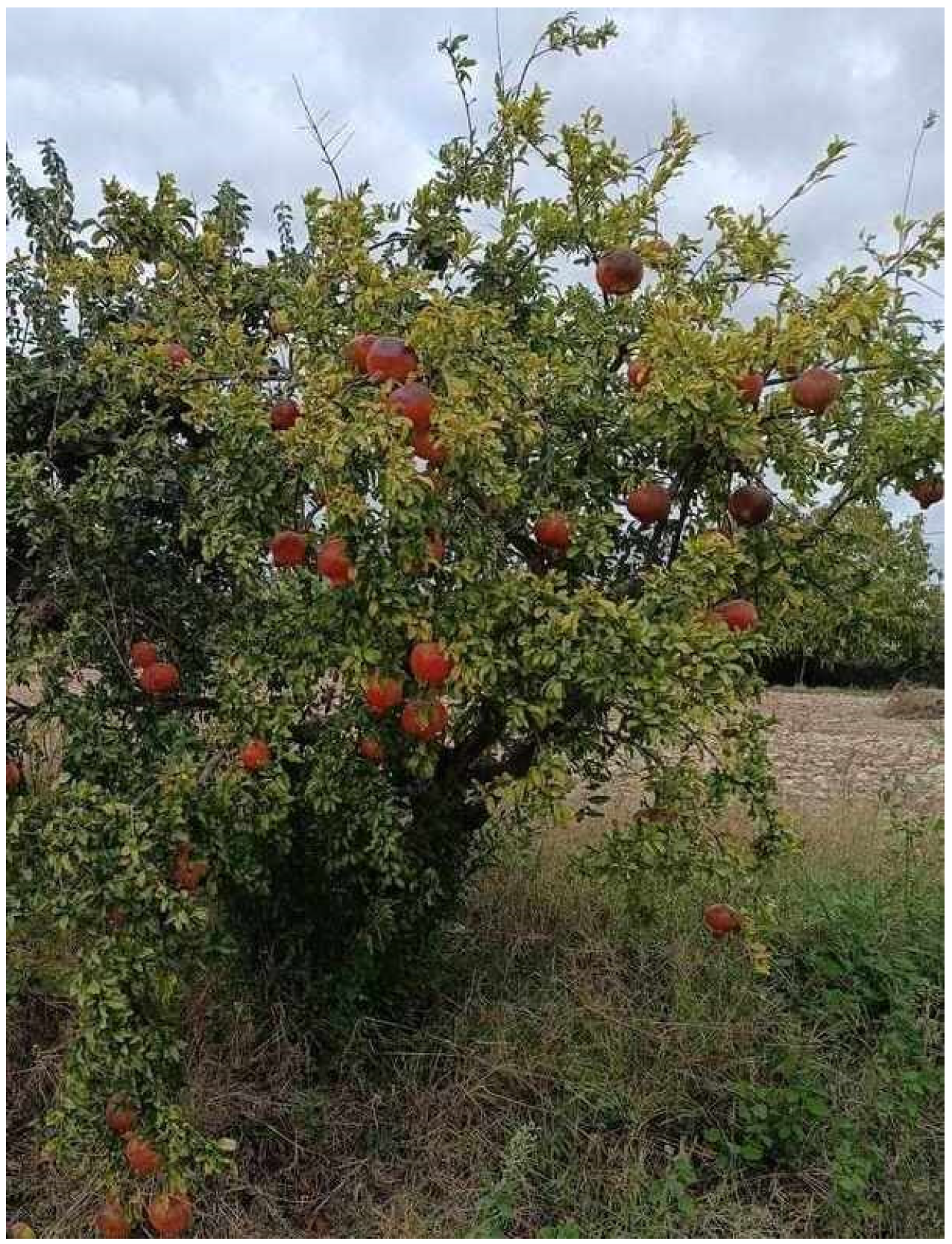 Pharmaceutics 16 00458 g003