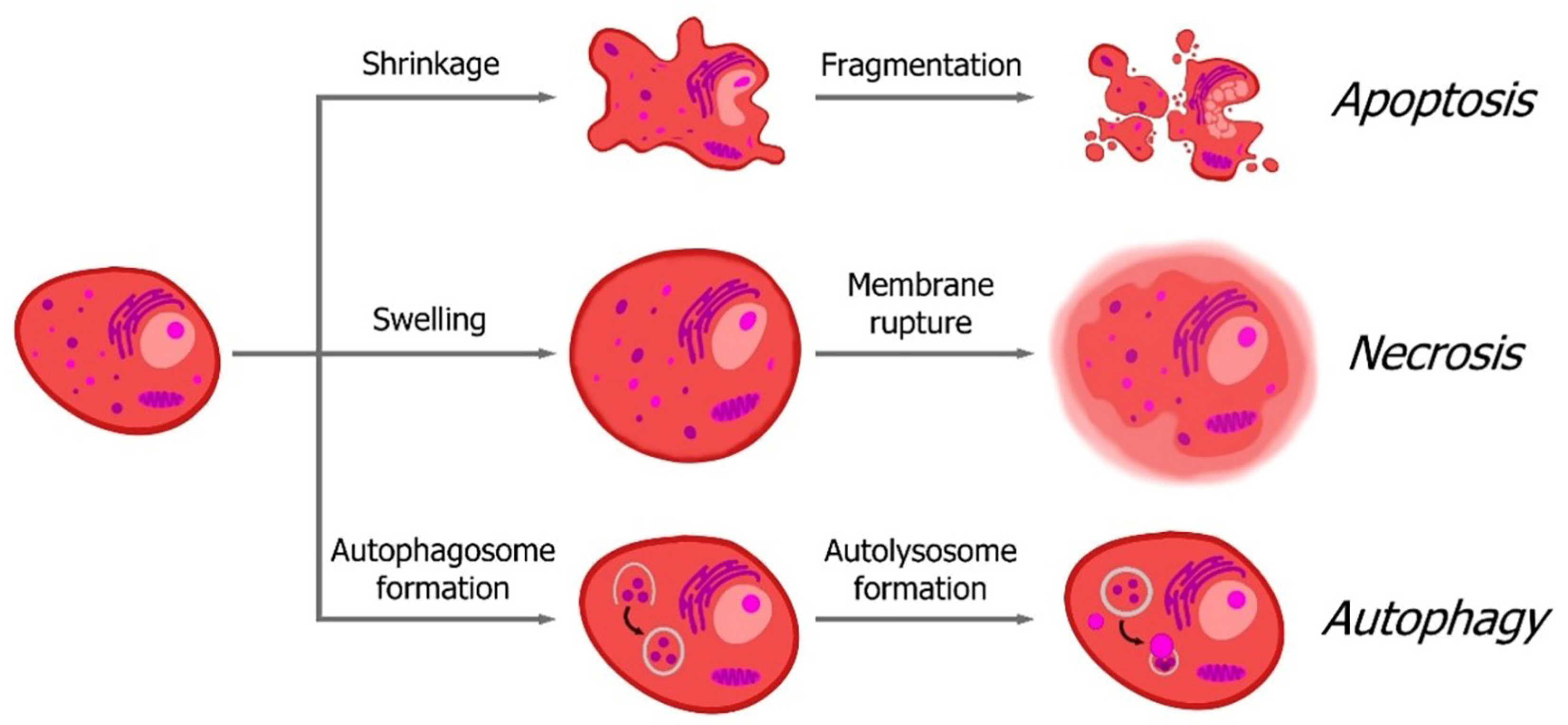 Pharmaceutics 16 00479 g003
