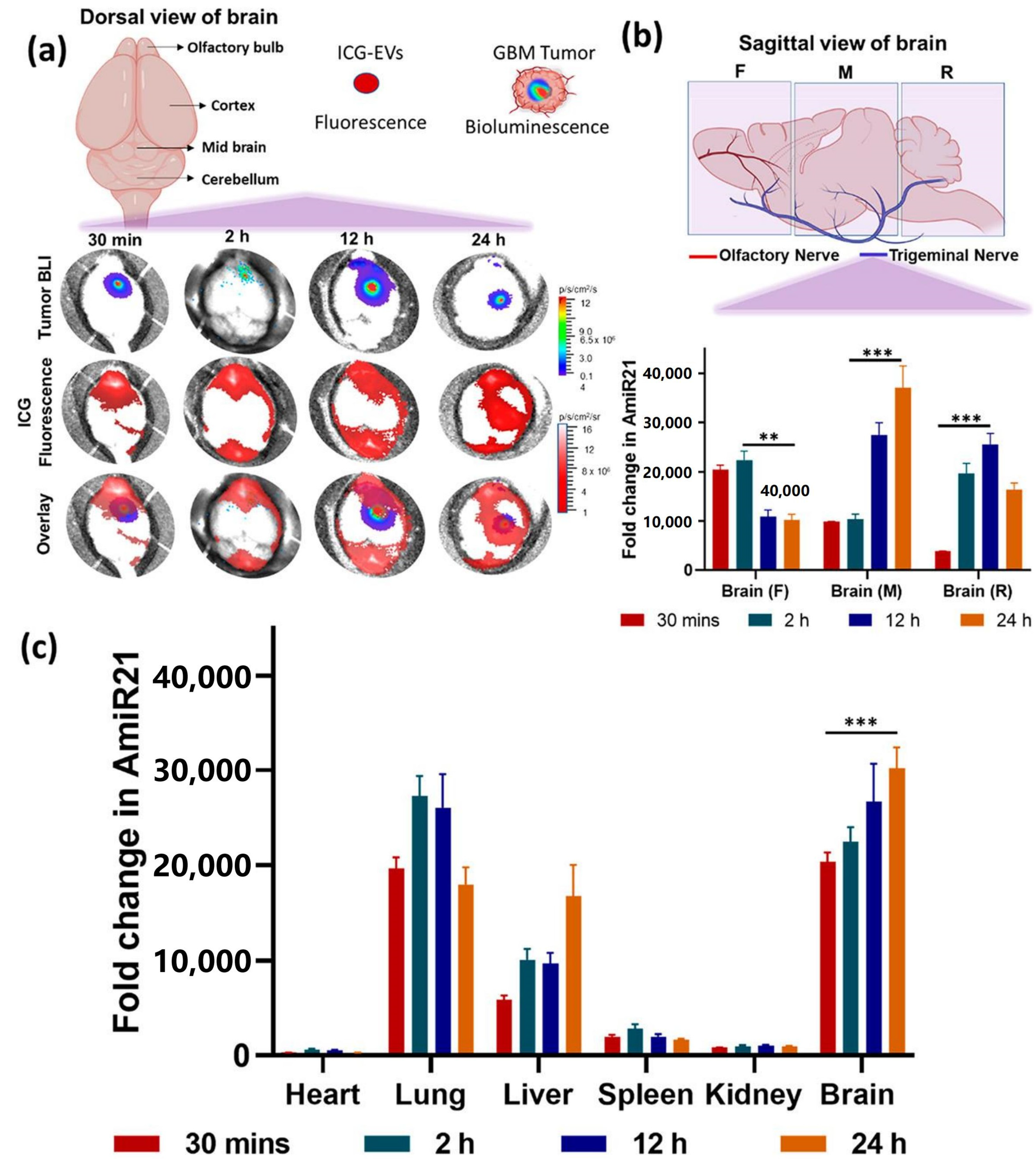 Pharmaceutics 16 00482 g004