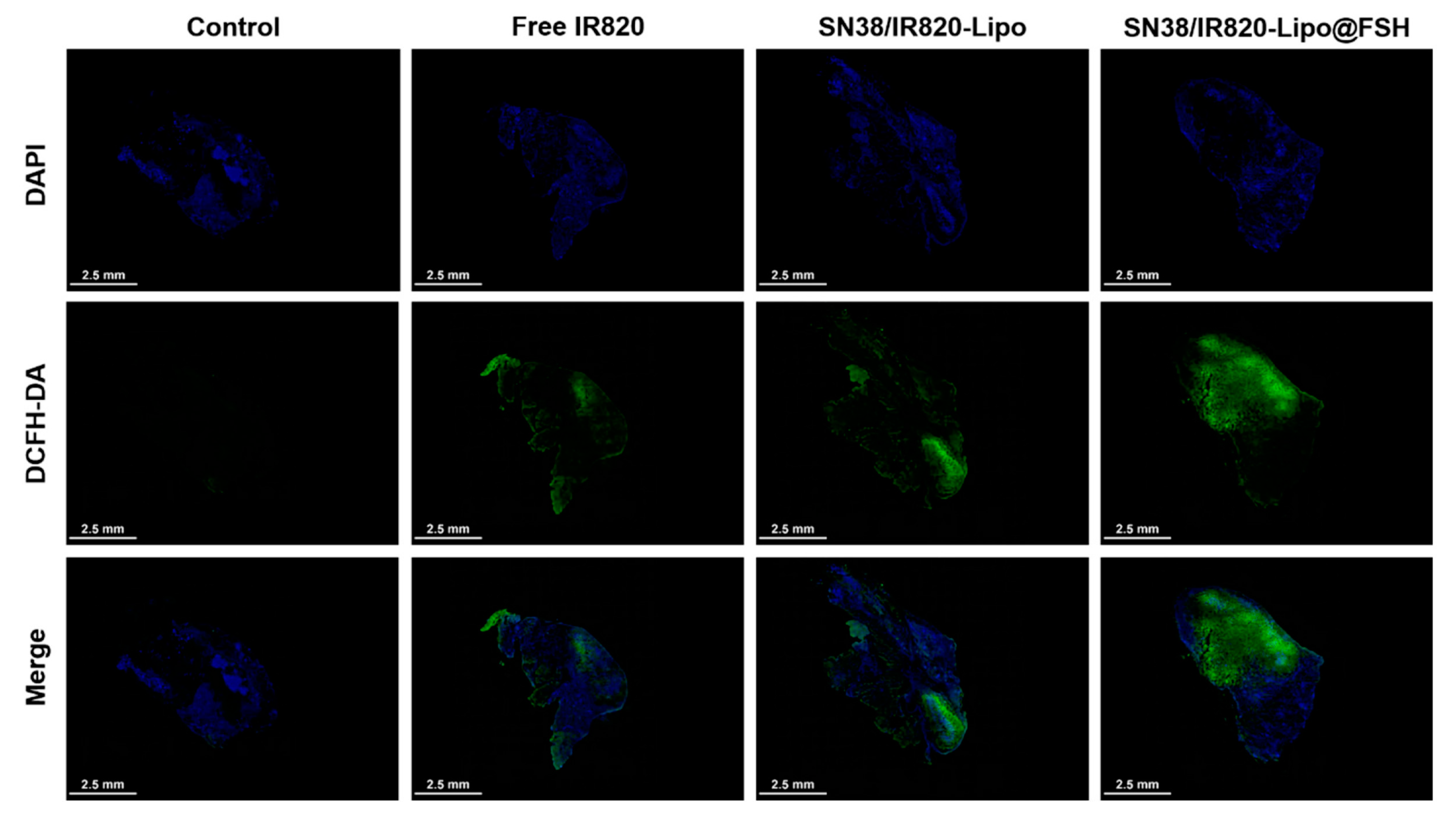 Pharmaceutics 16 00490 g007
