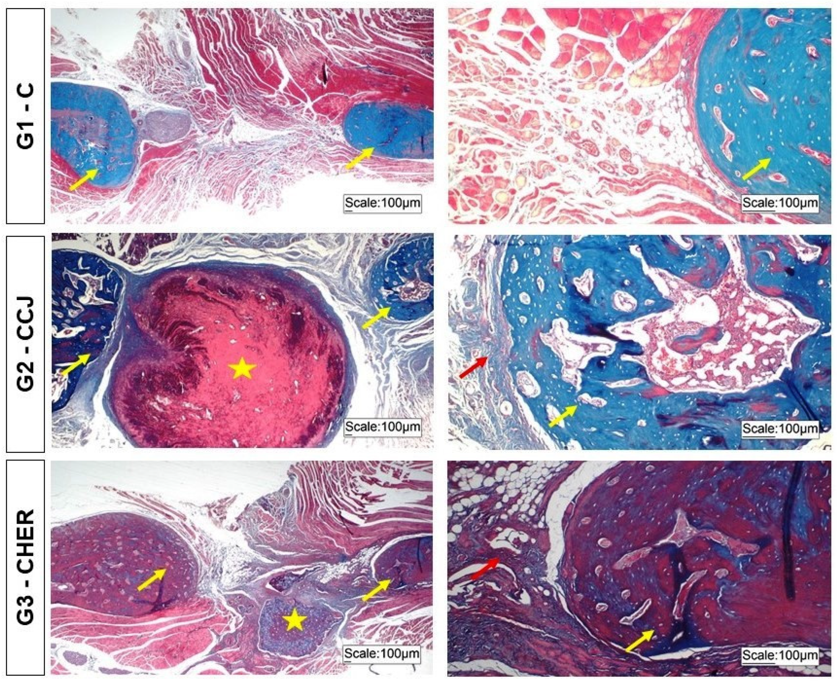 Pharmaceutics 16 00491 g009