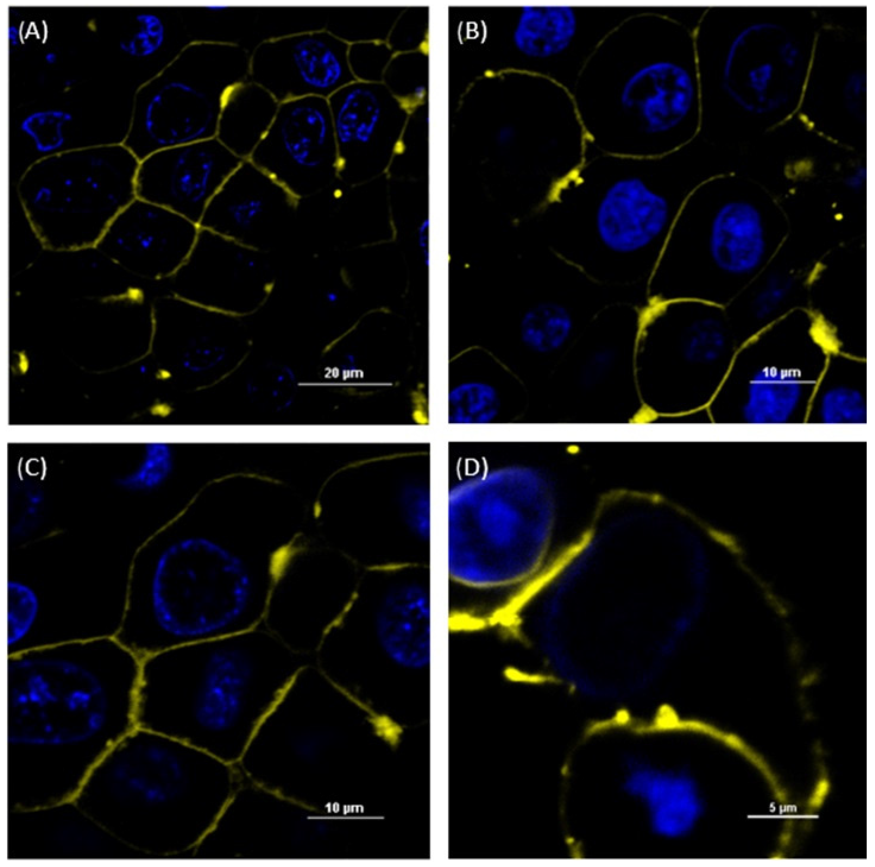Pharmaceutics 16 00493 g001