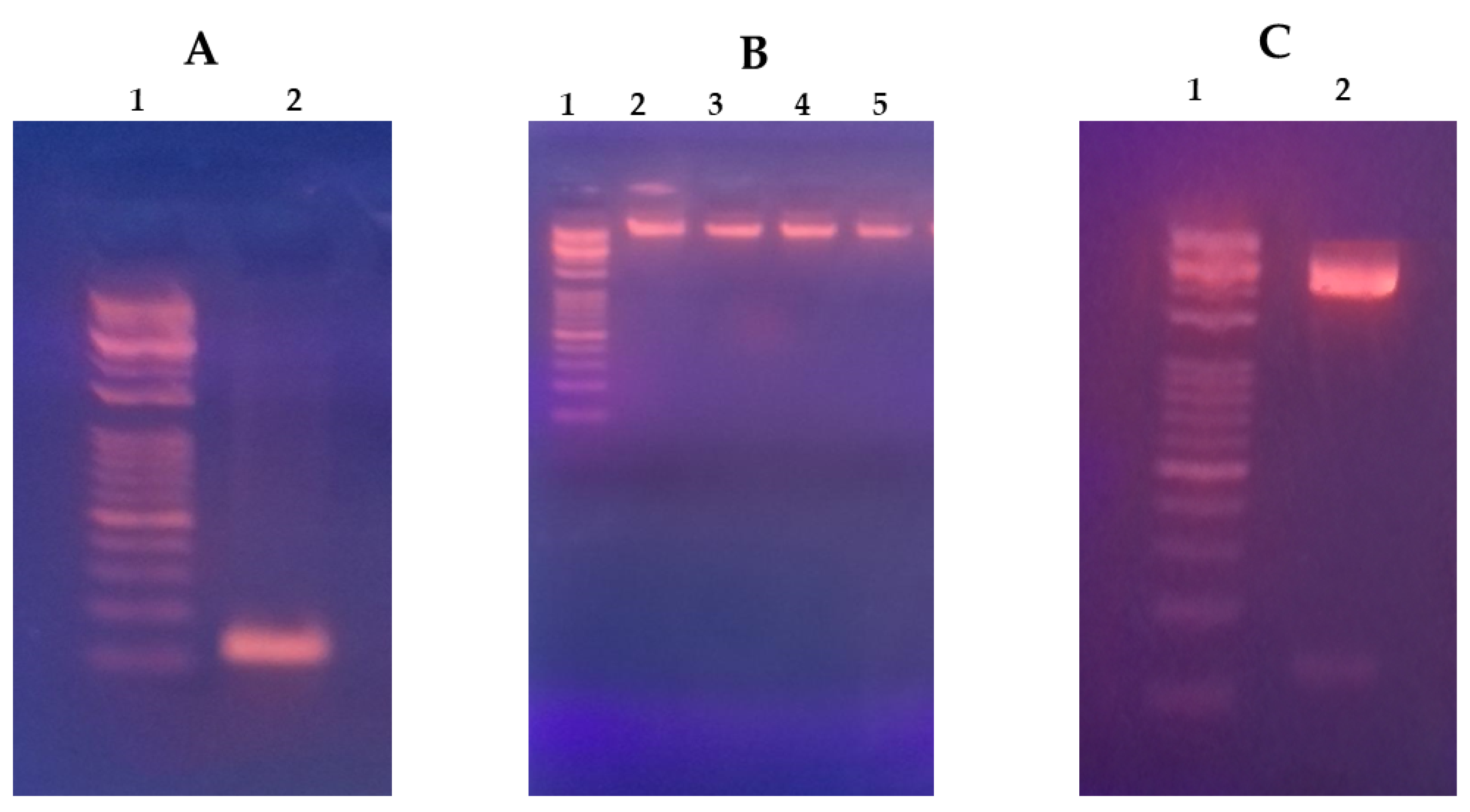 Pharmaceutics 16 00494 g001 Pharmaceutics 16 00494 g001