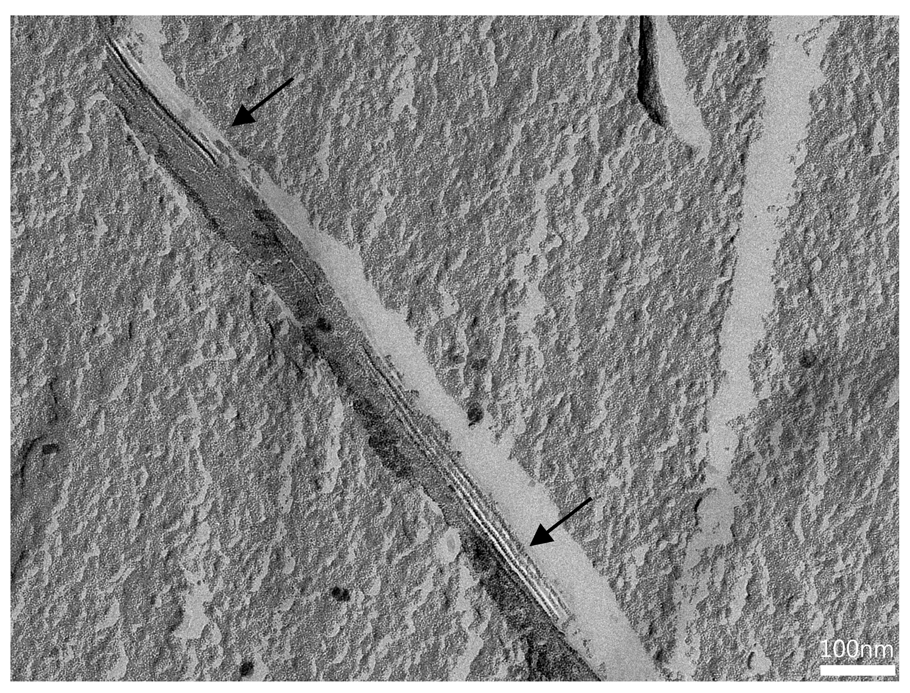 Pharmaceutics 16 00504 g009