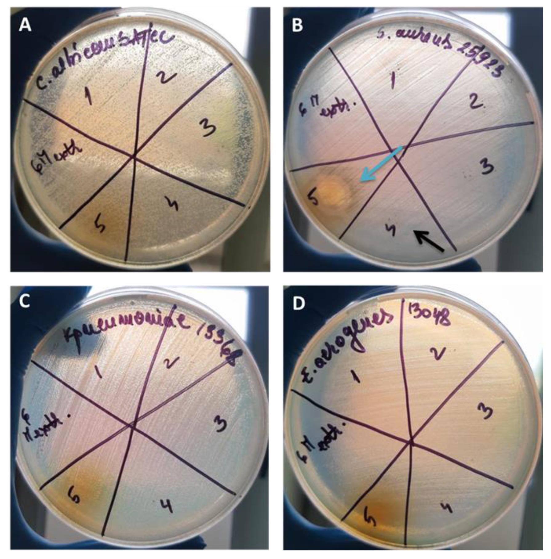 Pharmaceutics 16 00525 g008 Pharmaceutics 16 00525 g008