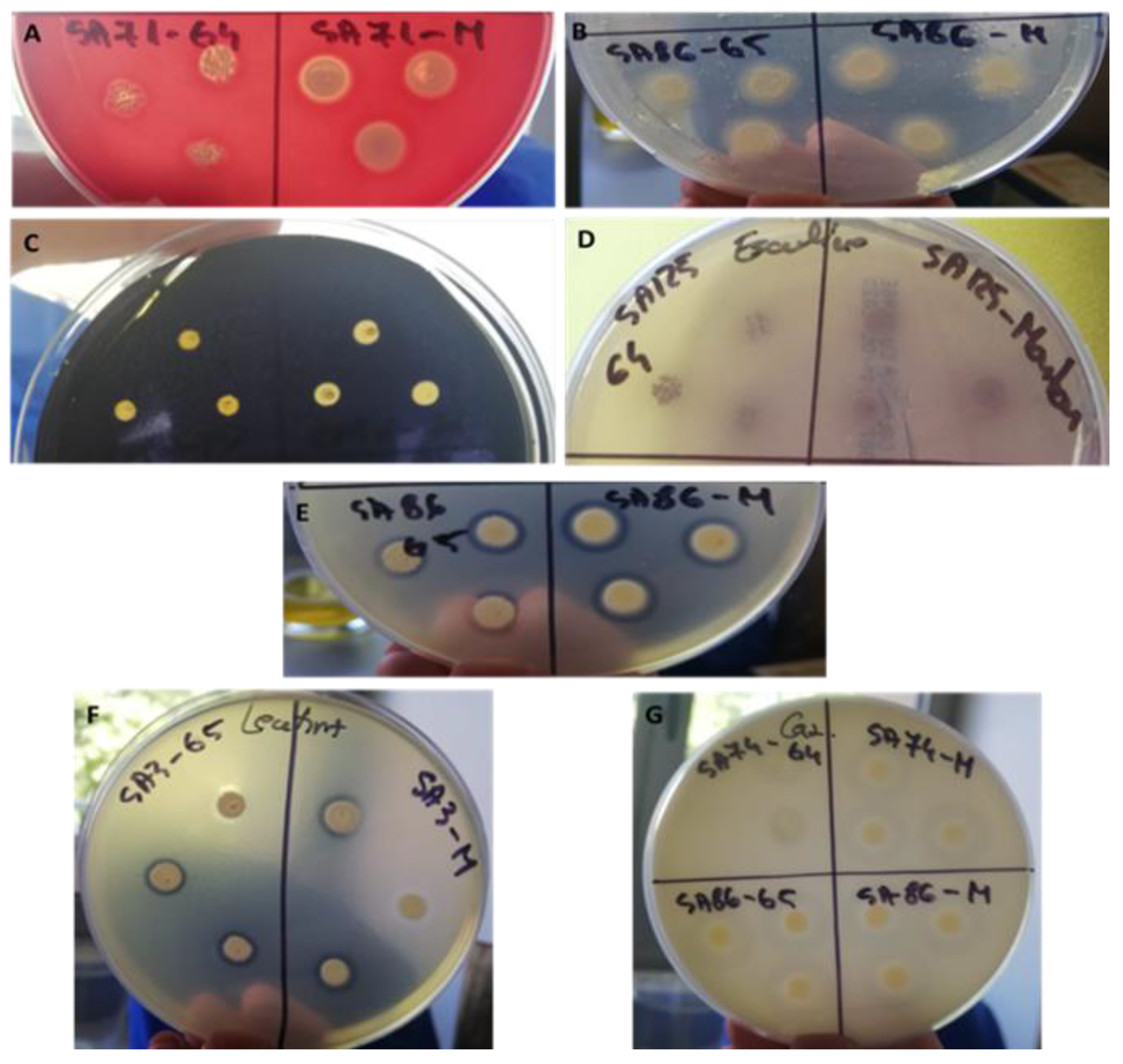 Pharmaceutics 16 00525 g010 Pharmaceutics 16 00525 g010