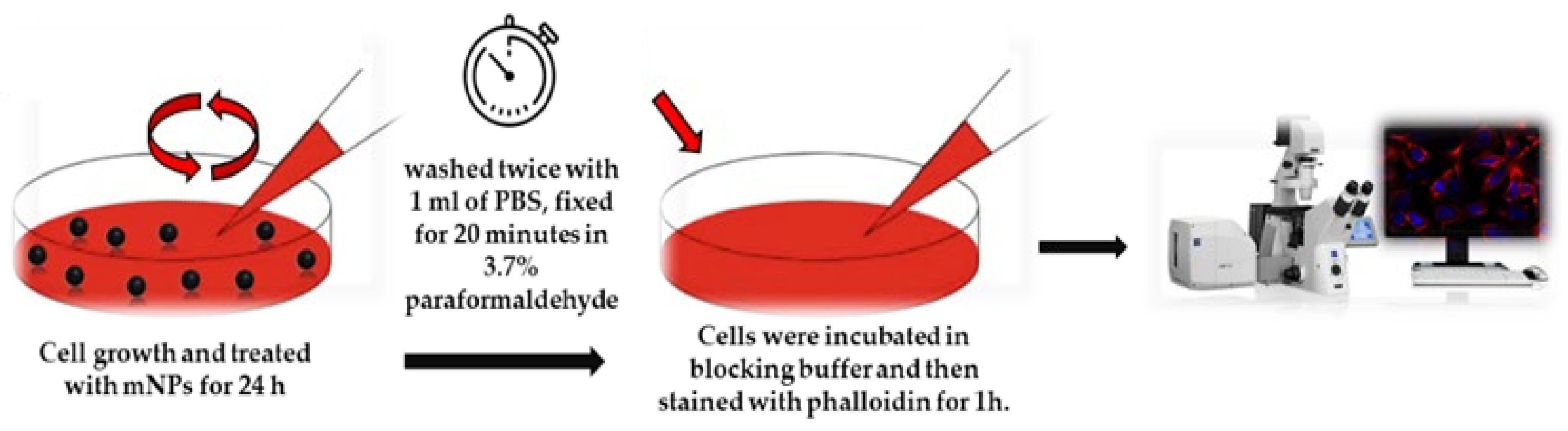 Pharmaceutics 16 00527 g001
