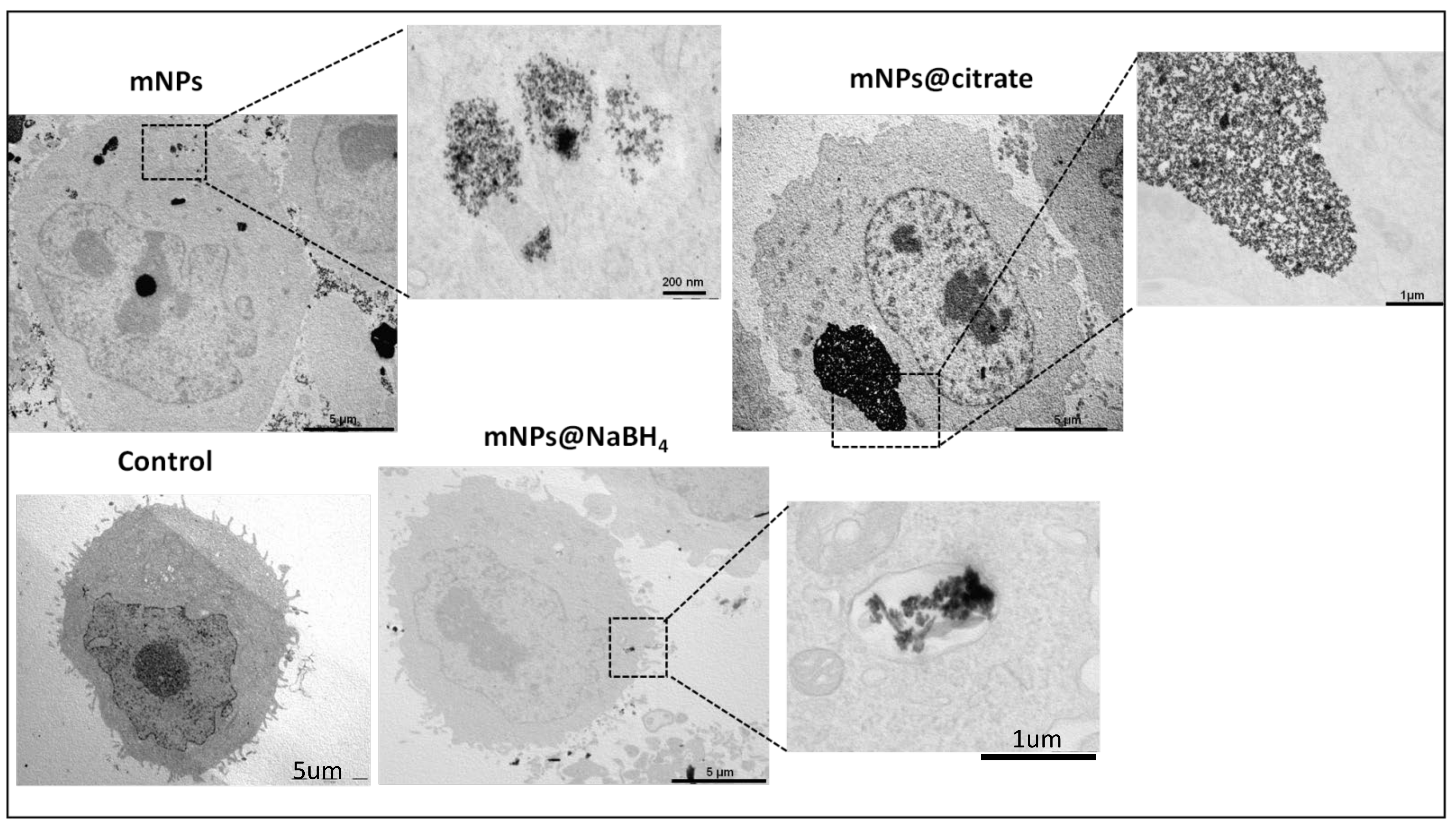 Pharmaceutics 16 00527 g002